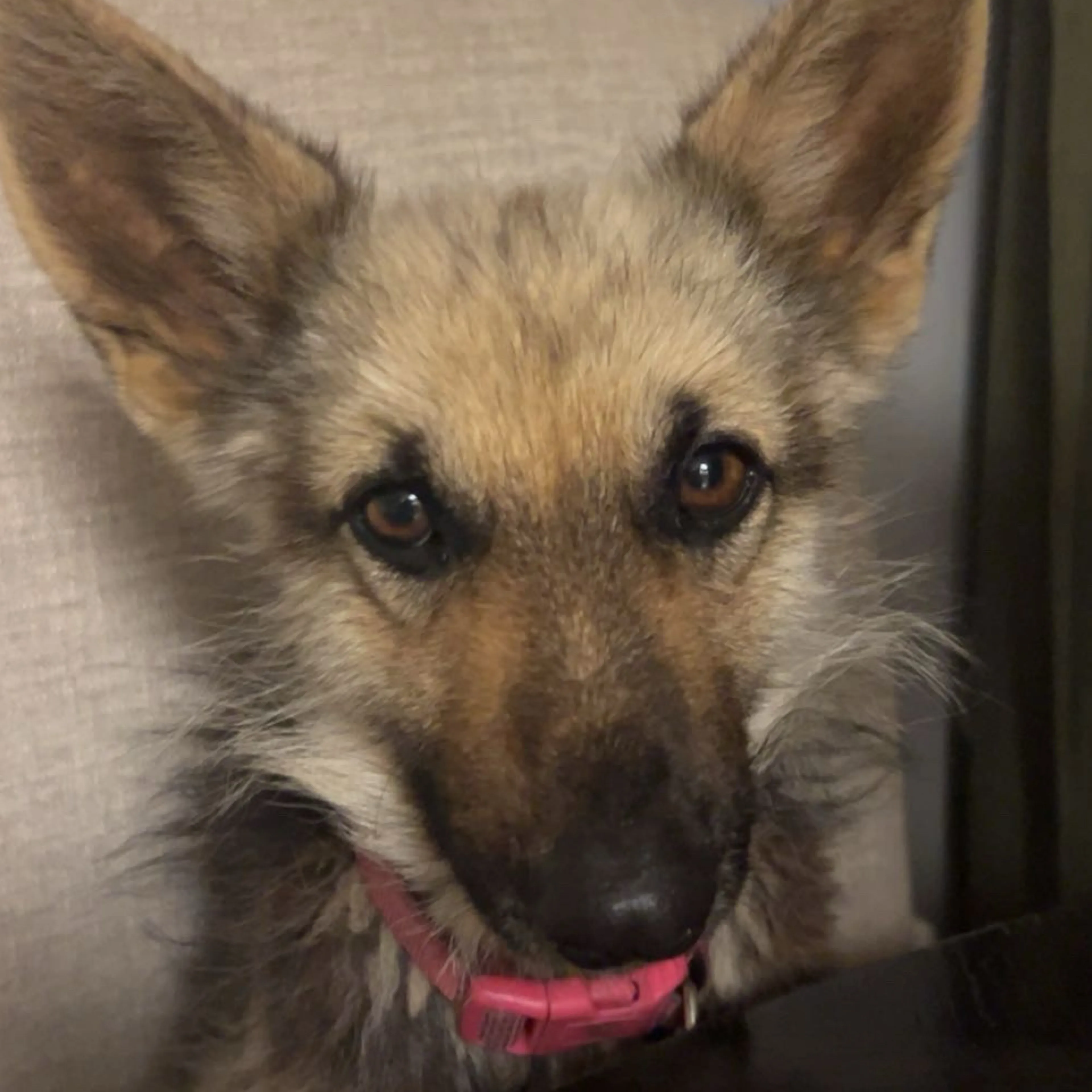 Lost pet-2