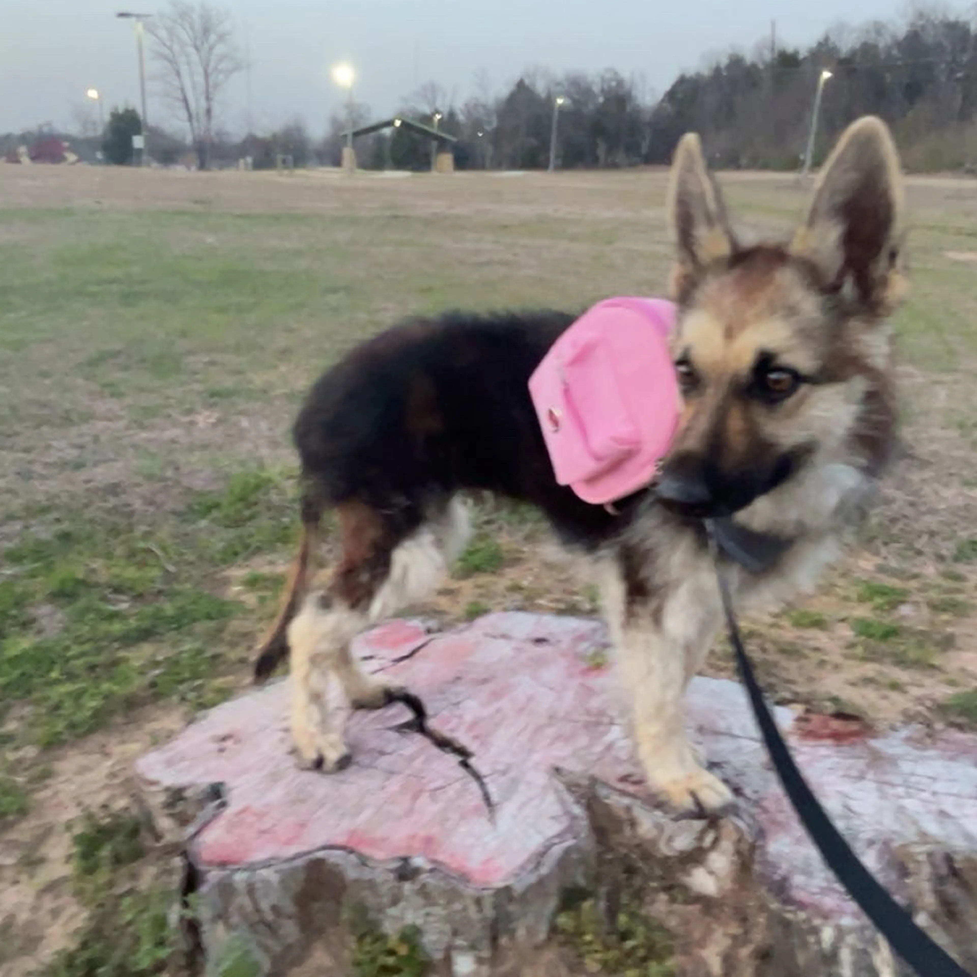 Lost pet-1