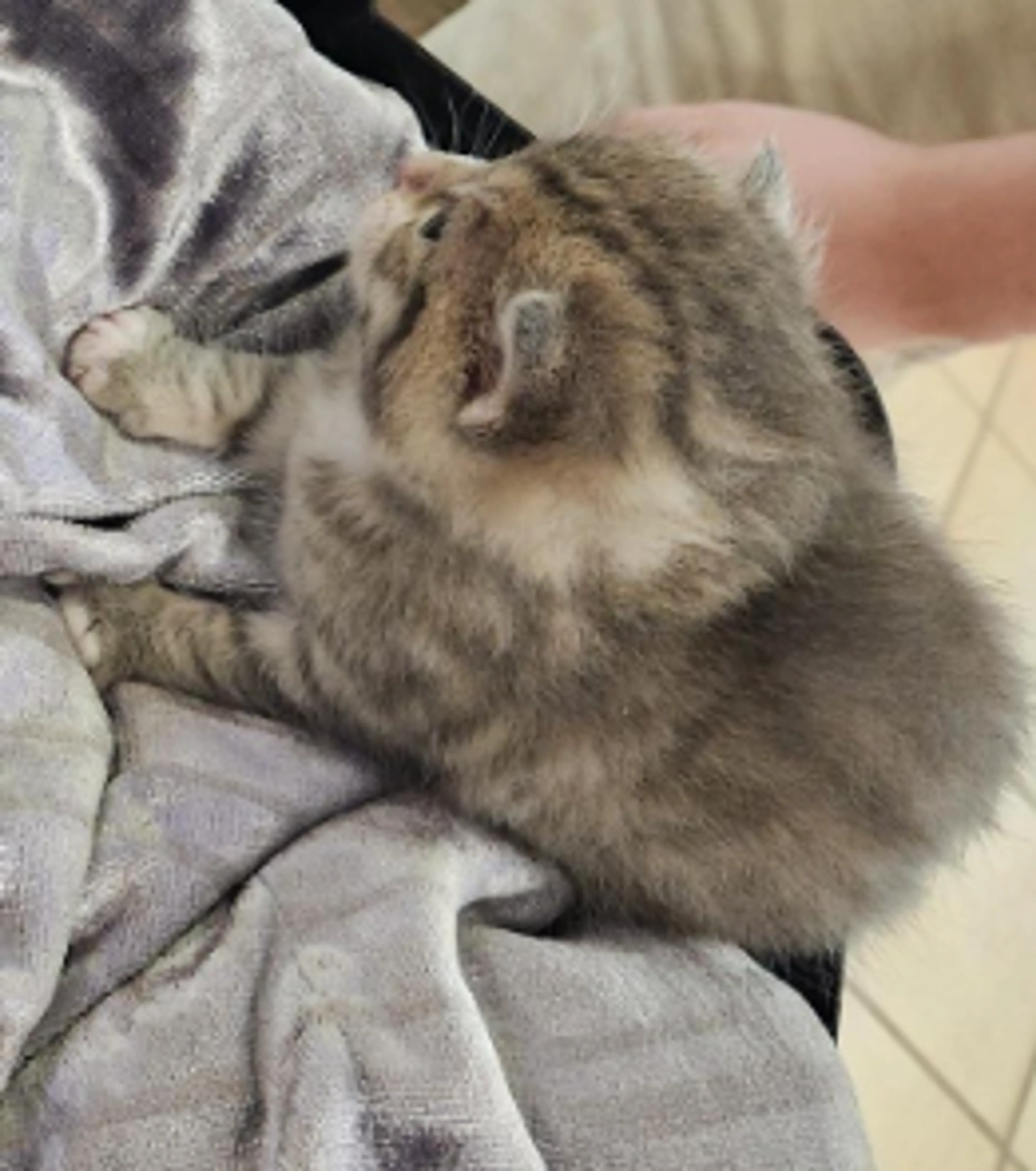 Found pet