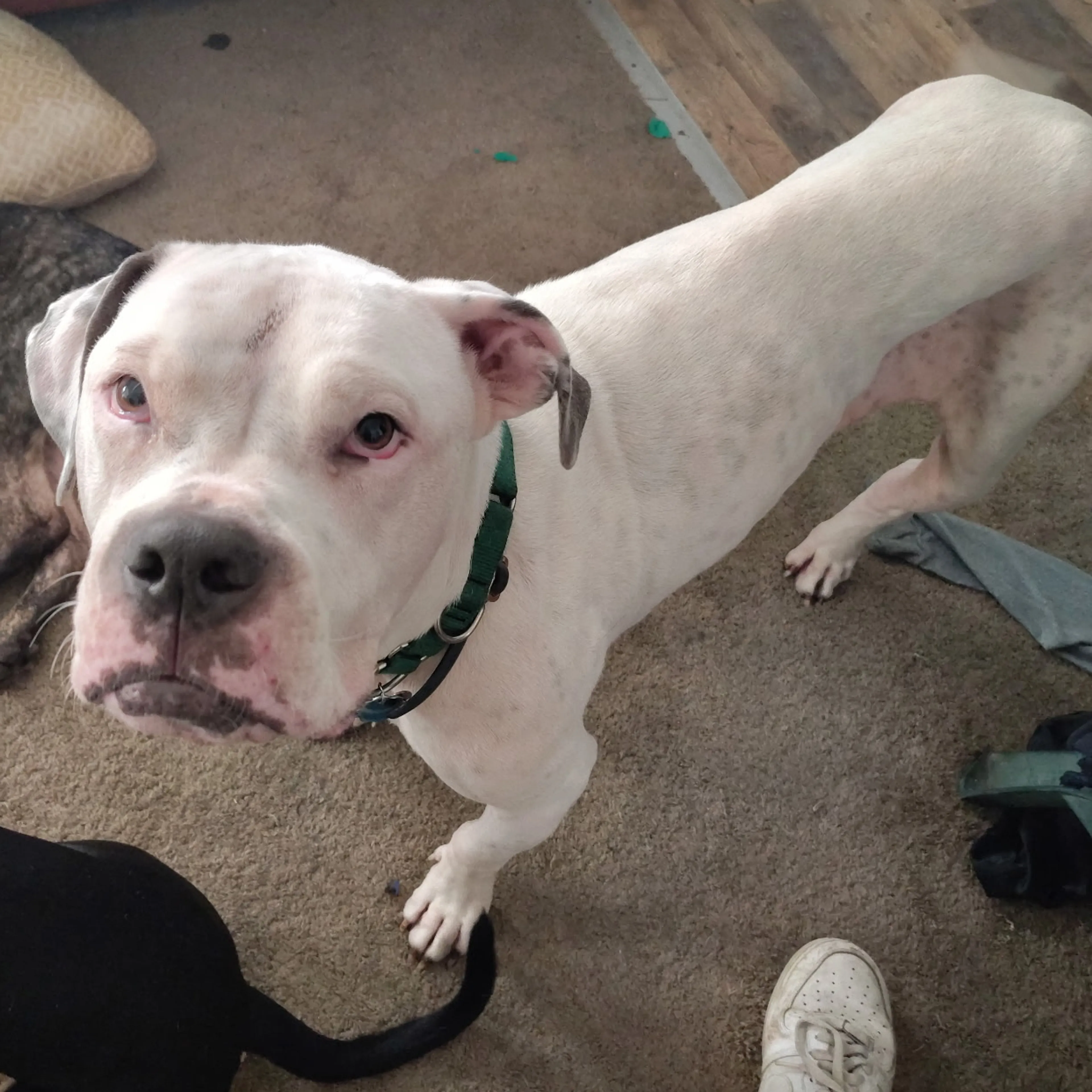 Lost pet-1