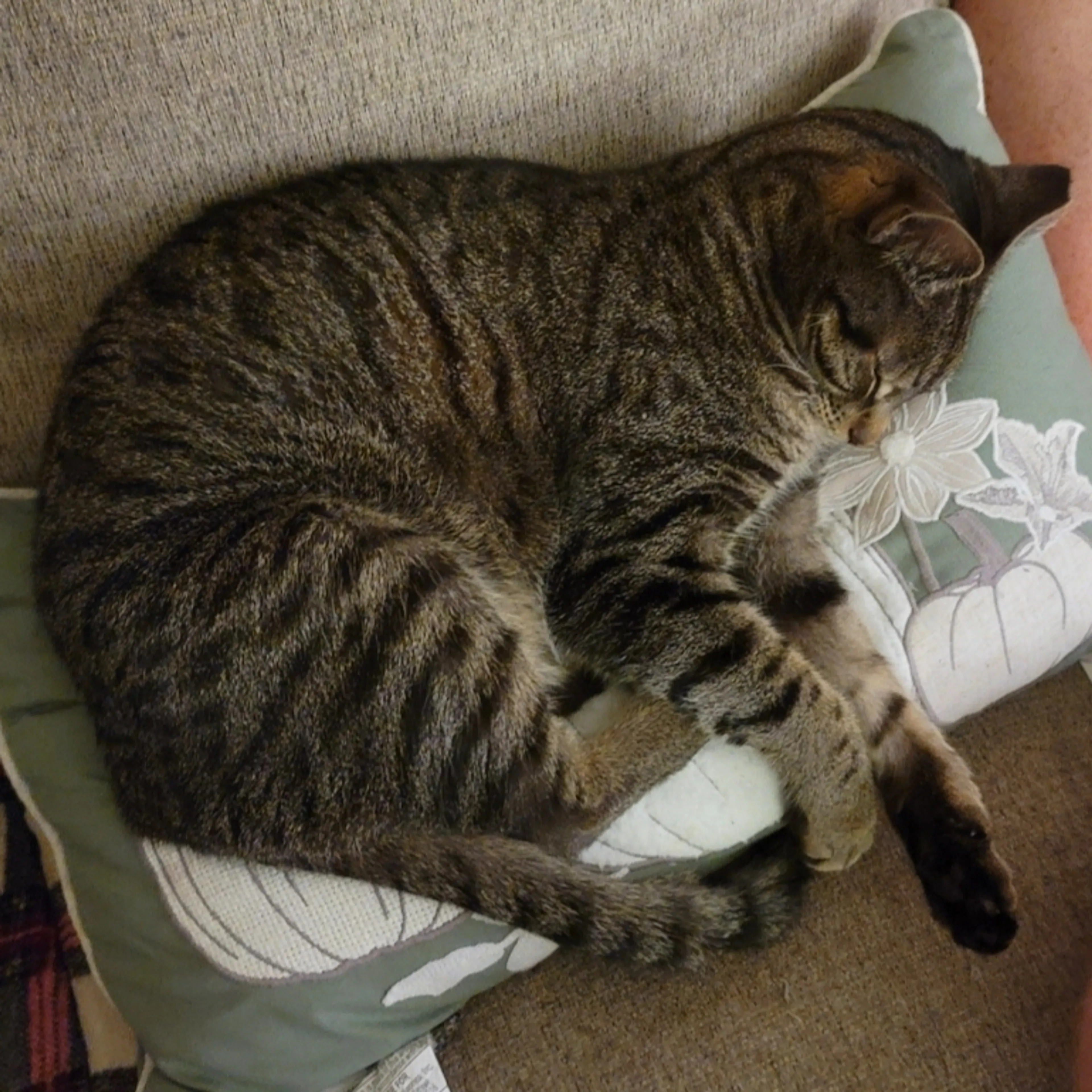 Lost pet-1