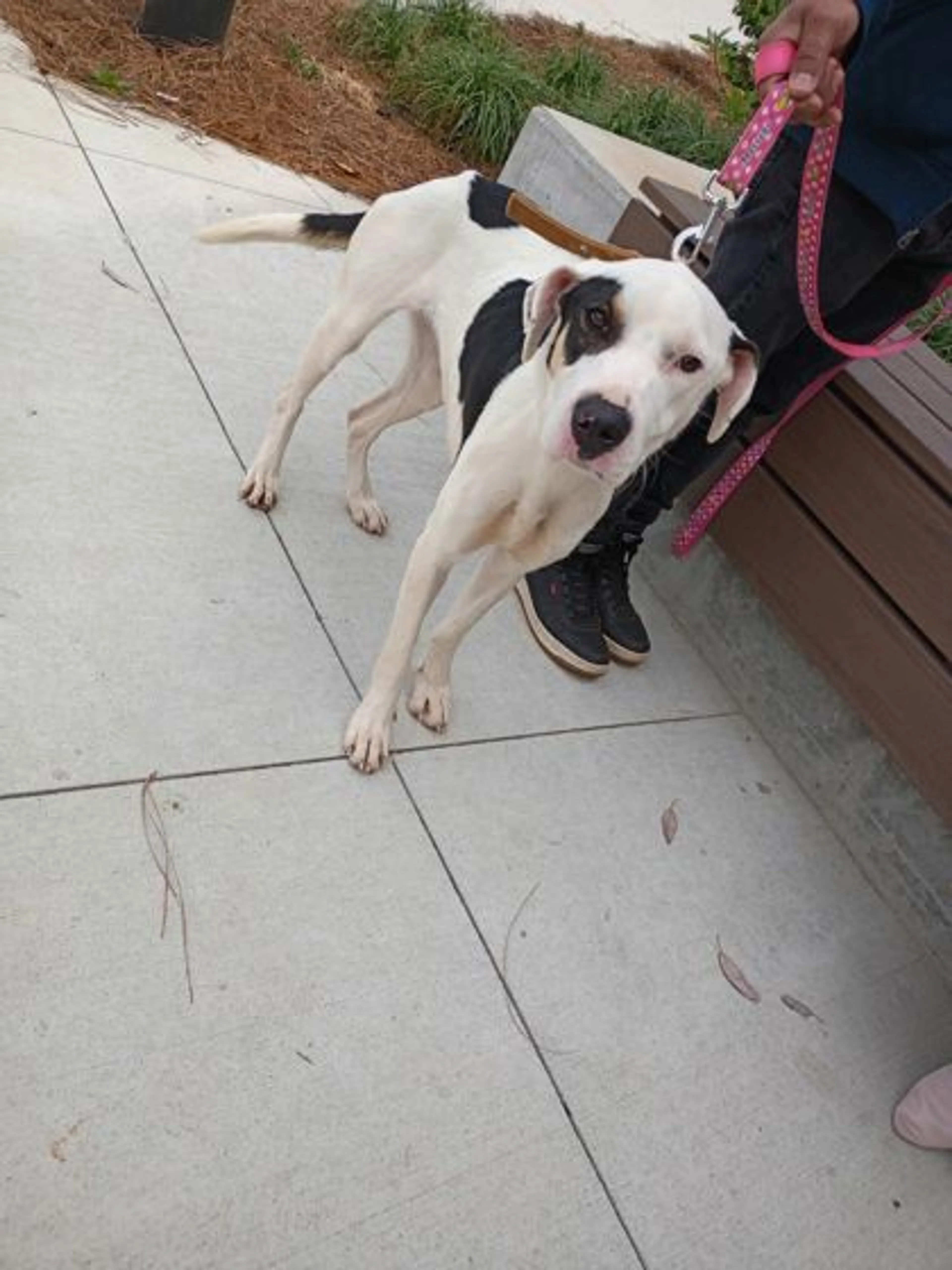 Found pet