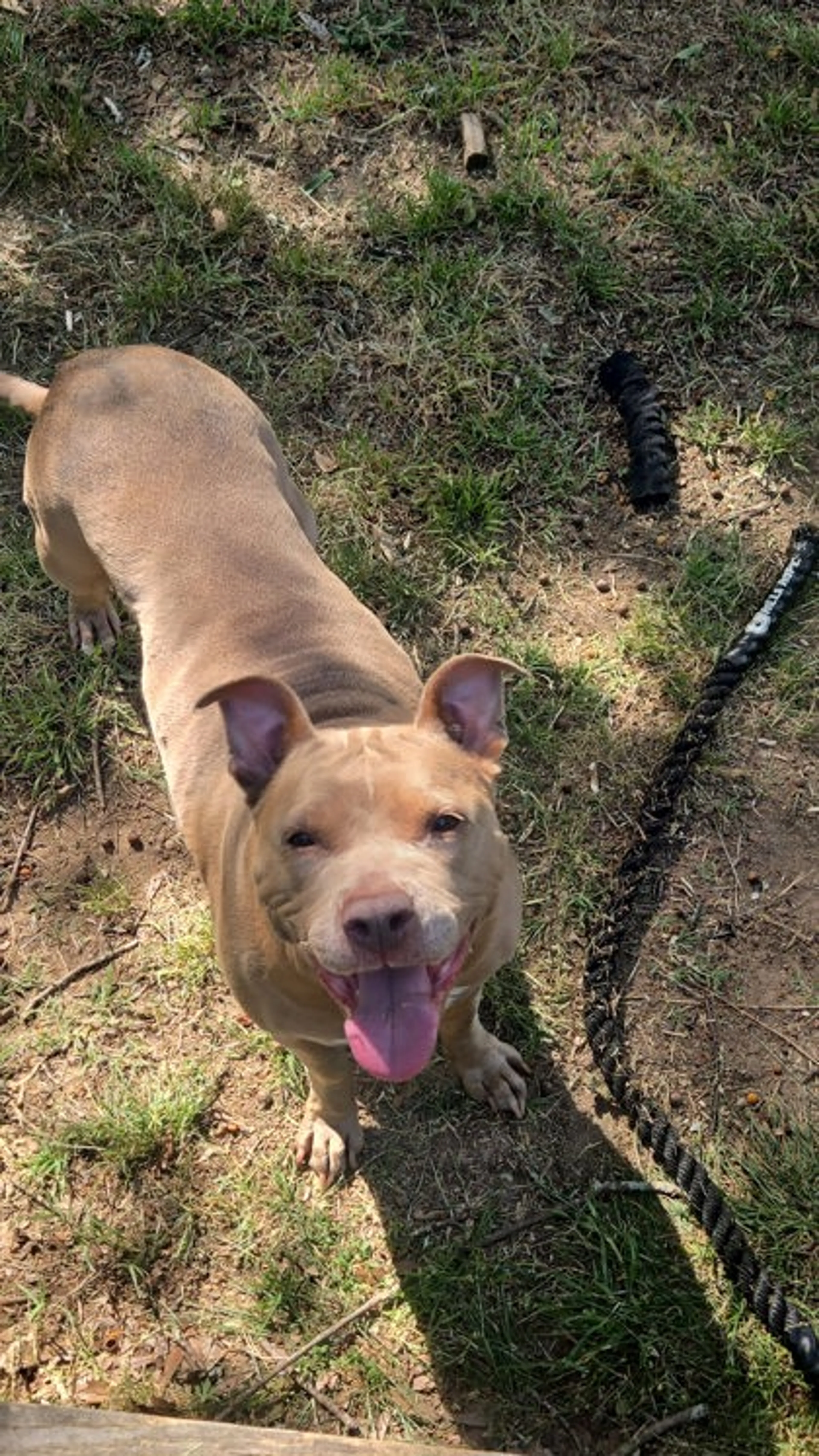 Found pet