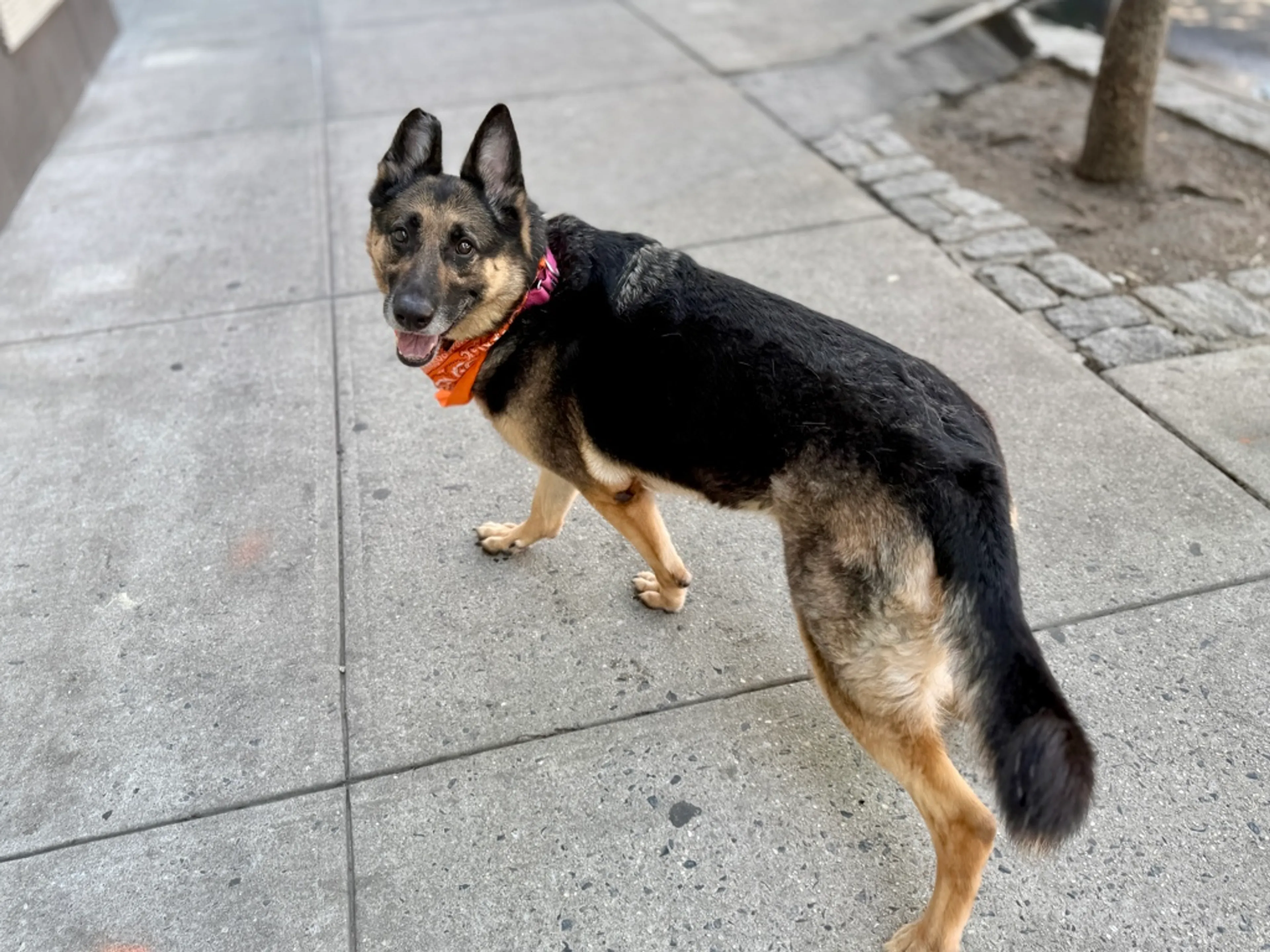 Found pet-4