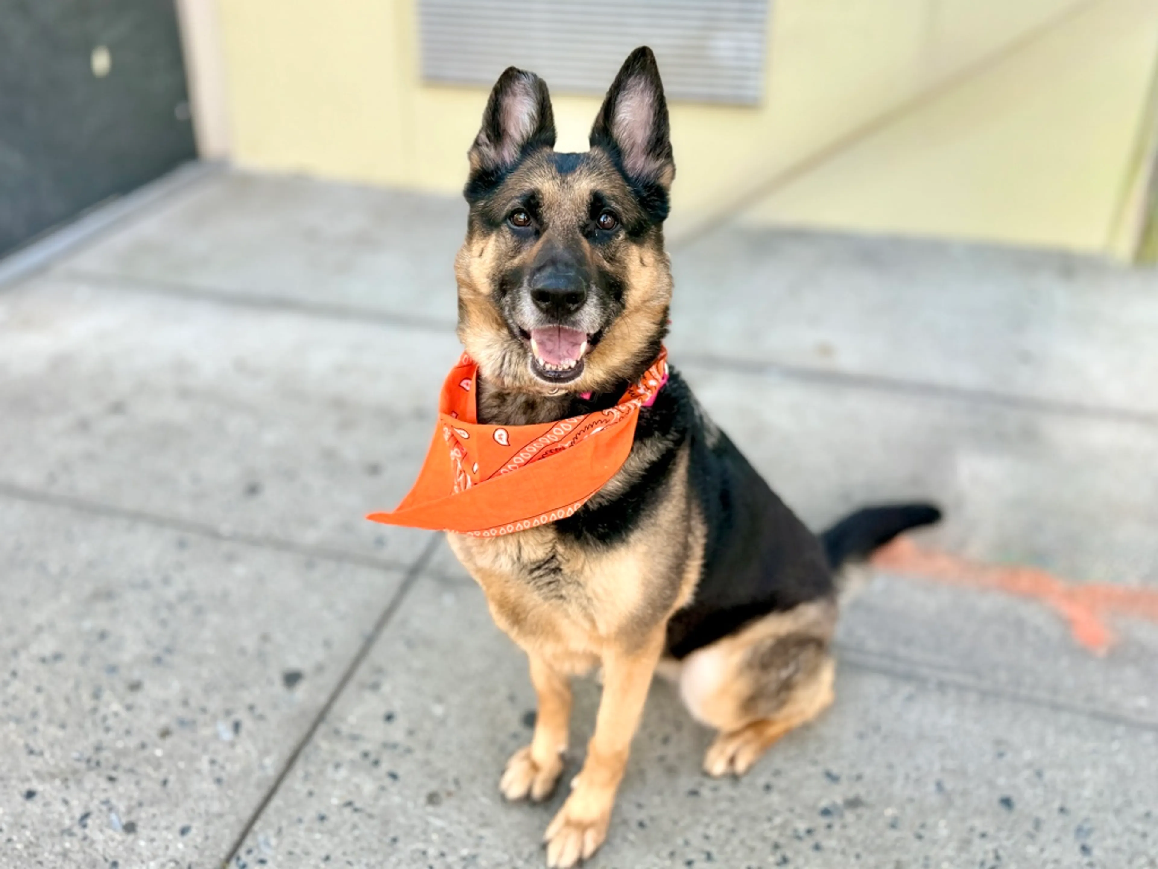 Found pet-2