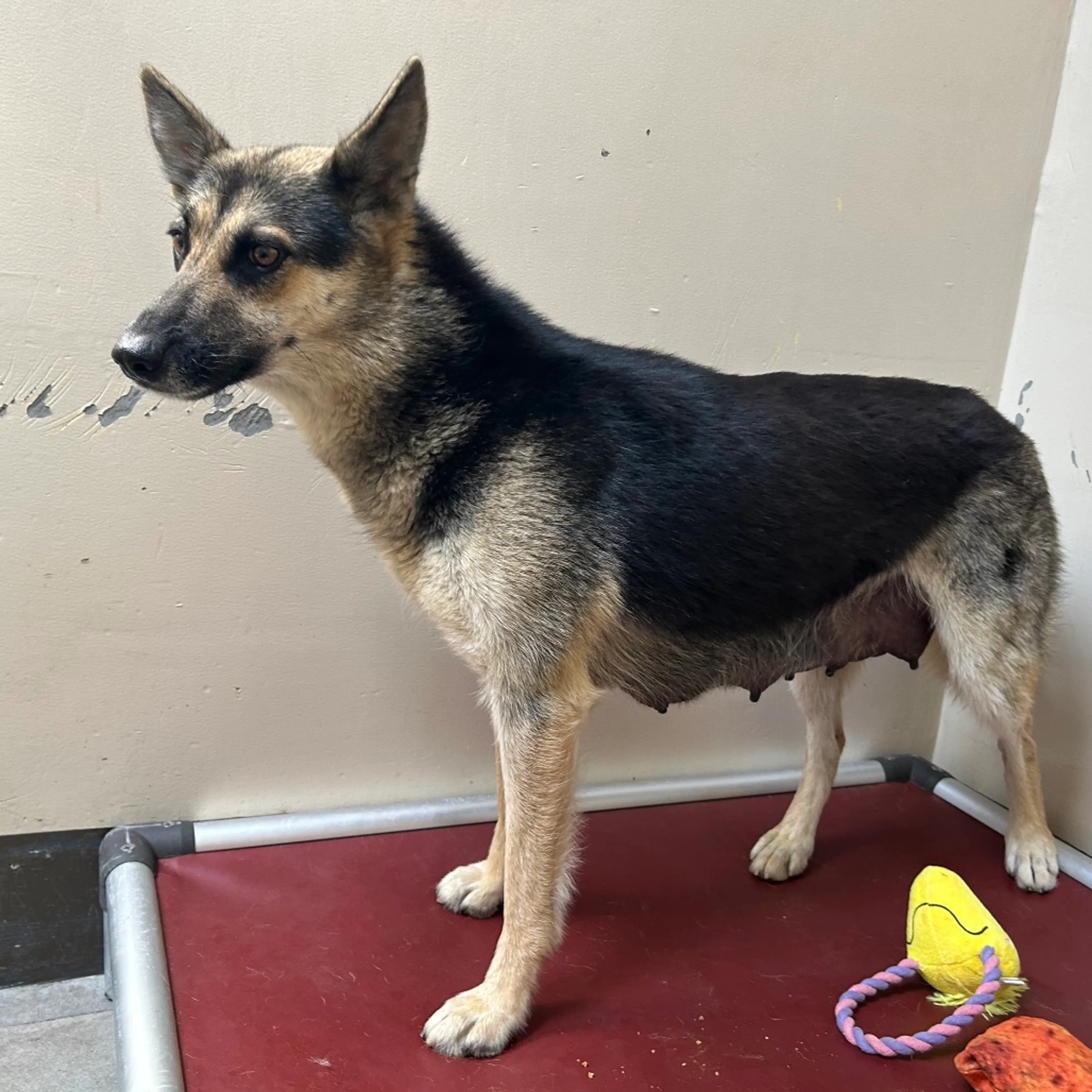 Found pet-1