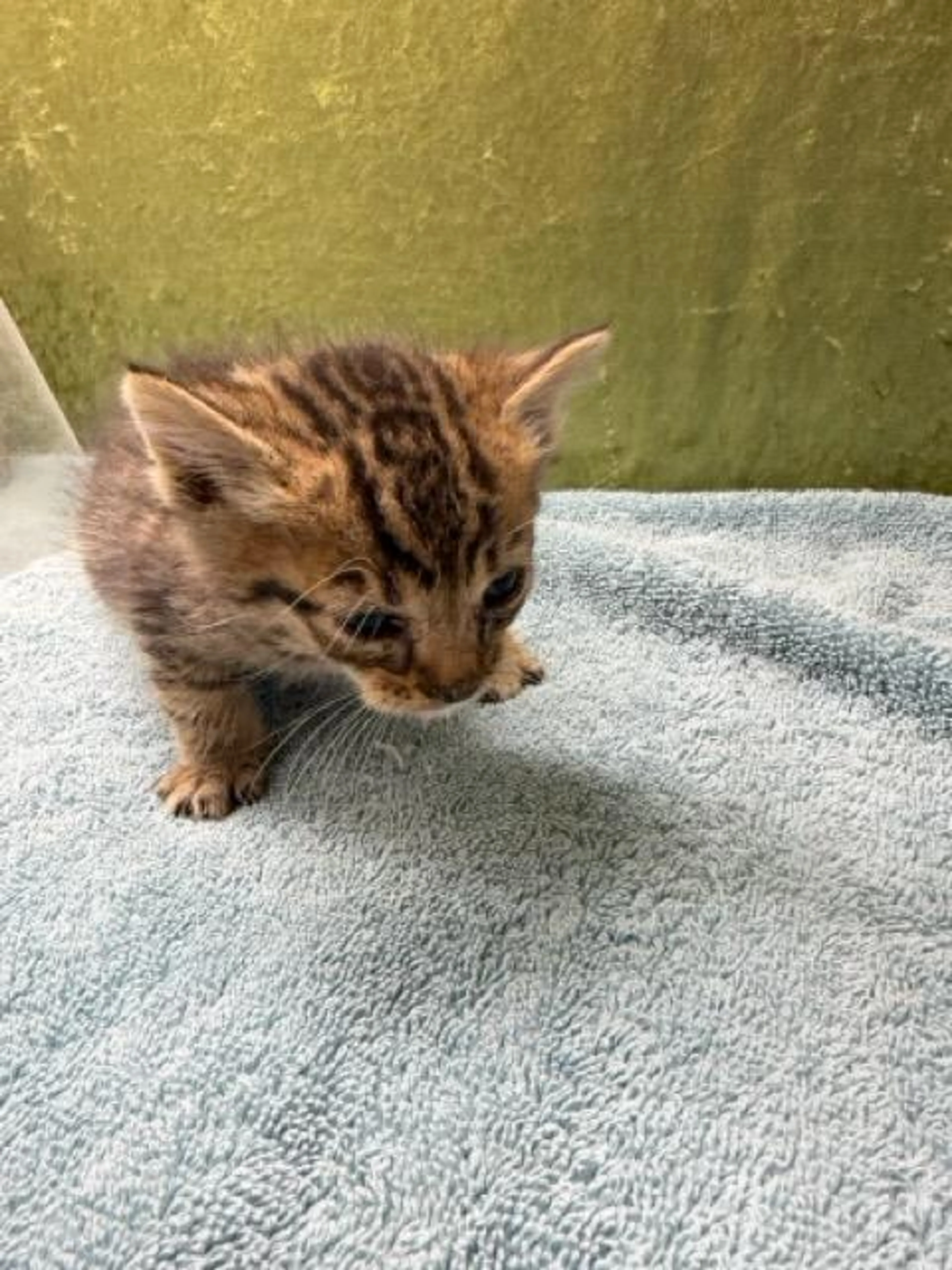 Found pet