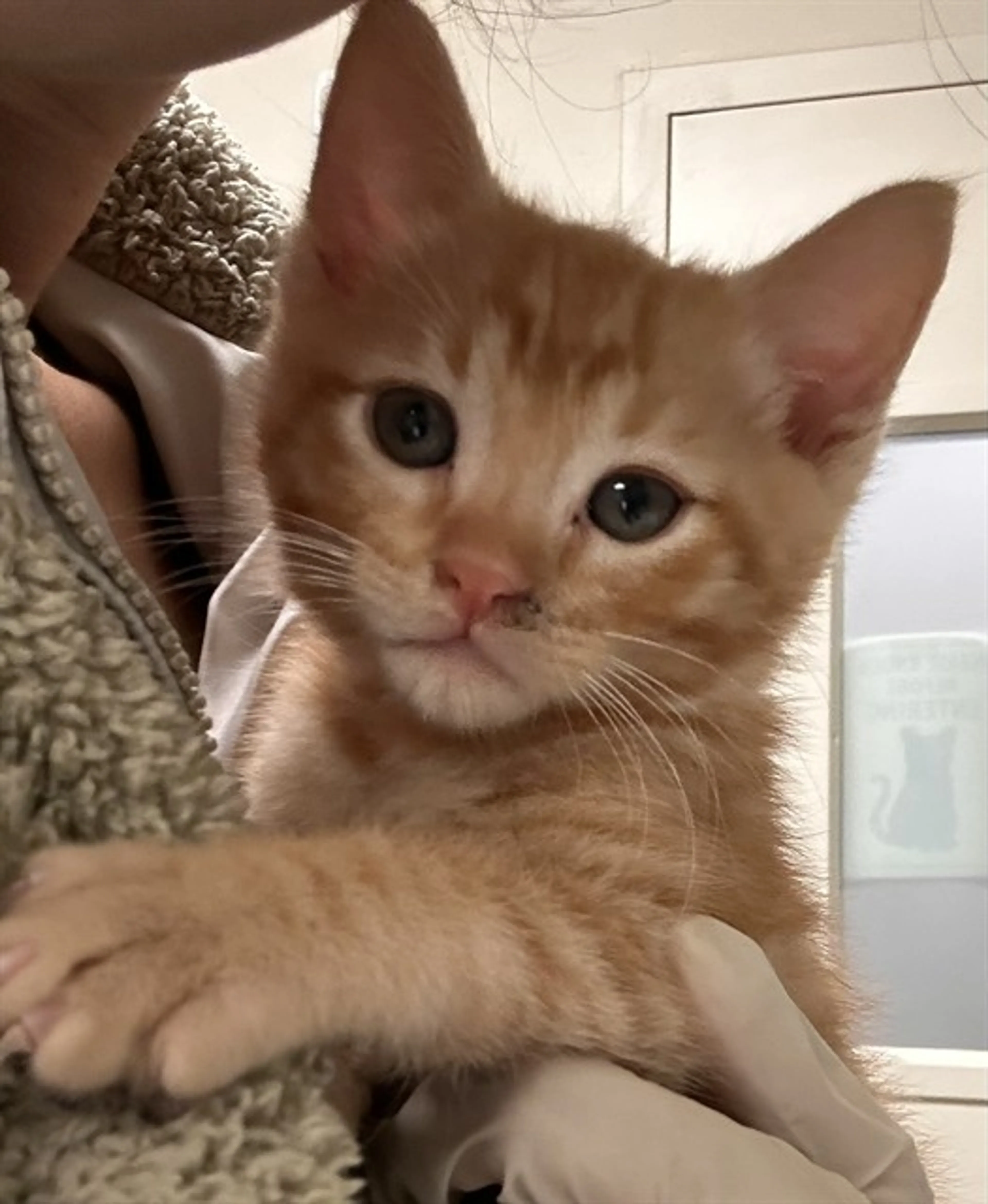 Found pet