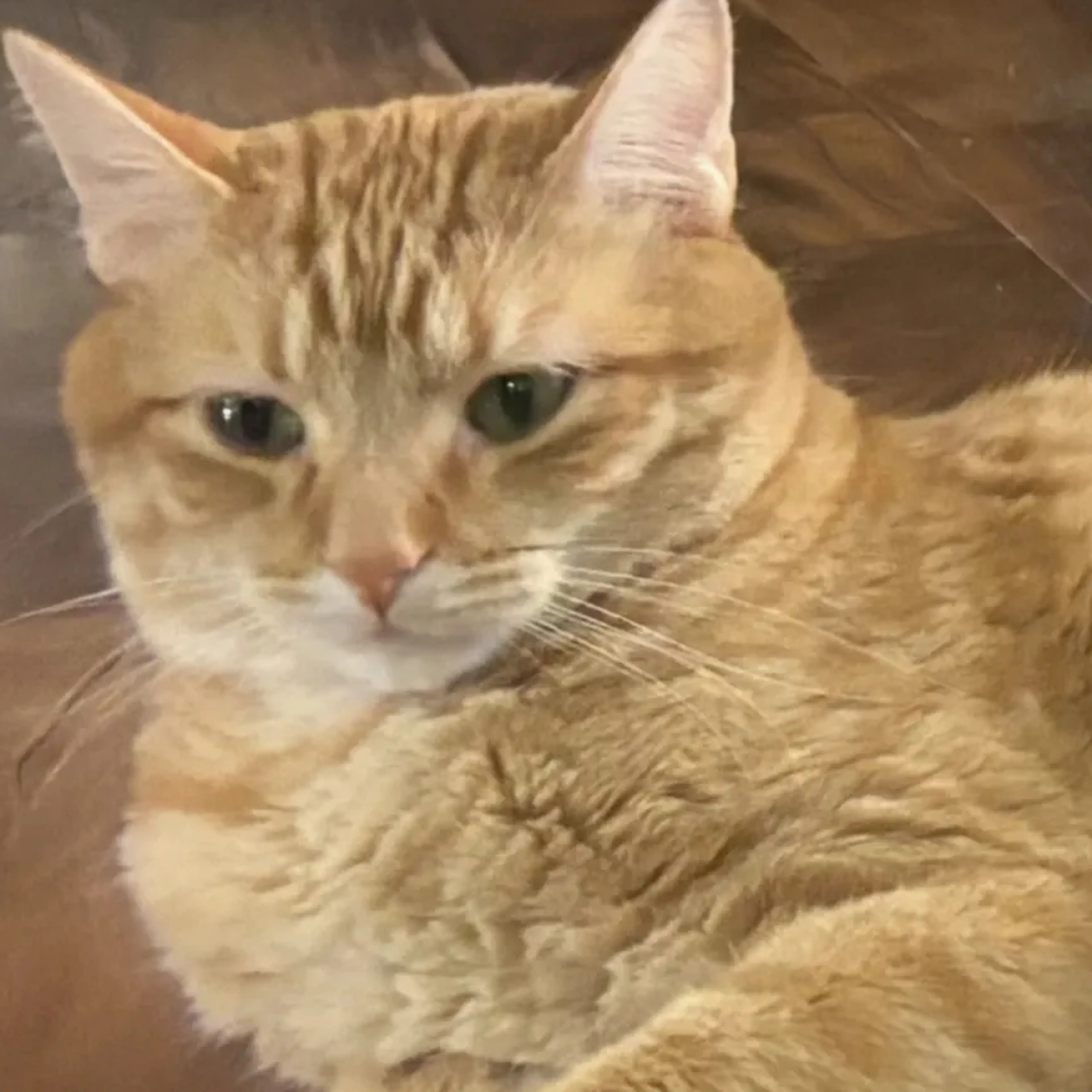 Lost pet-2