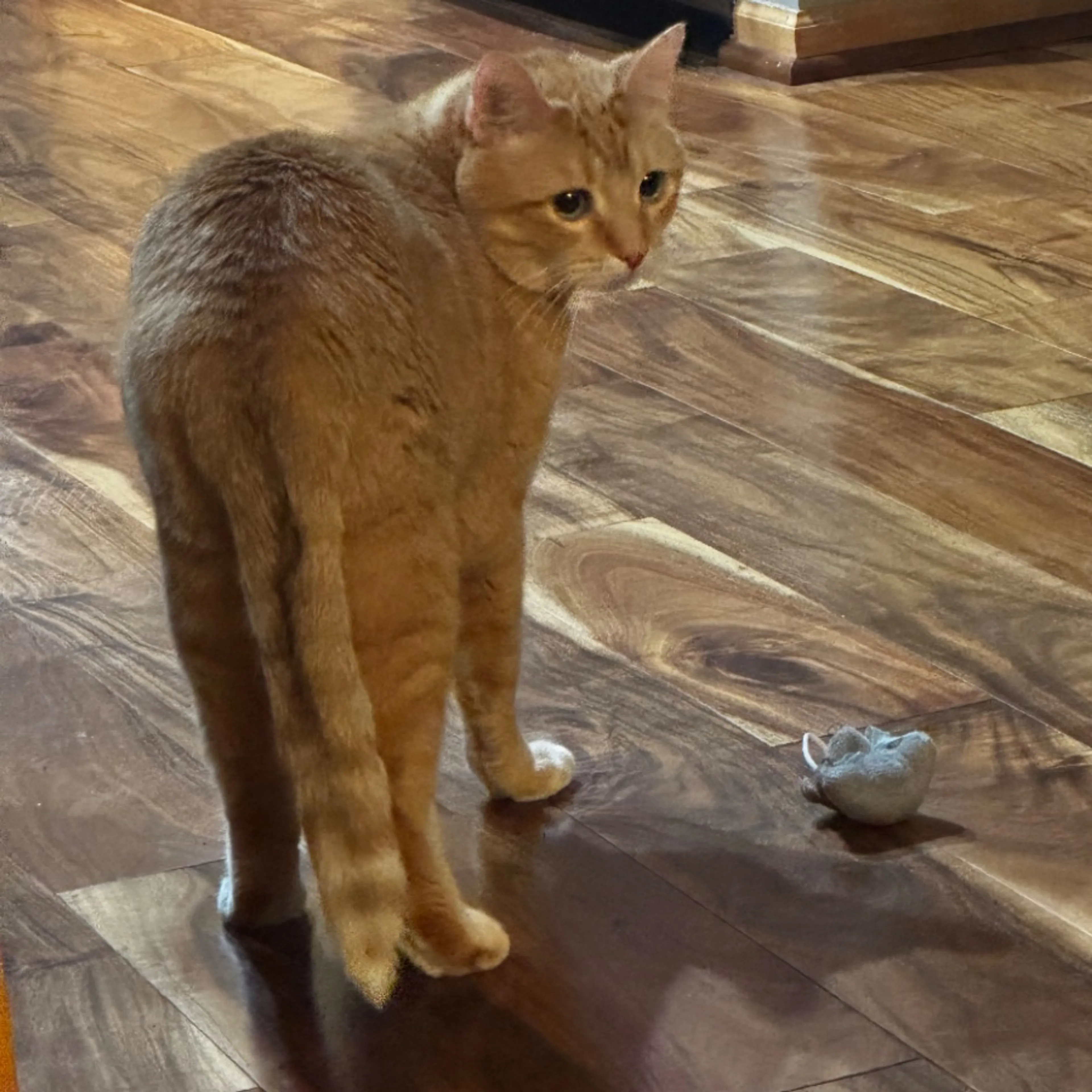 Lost pet-0