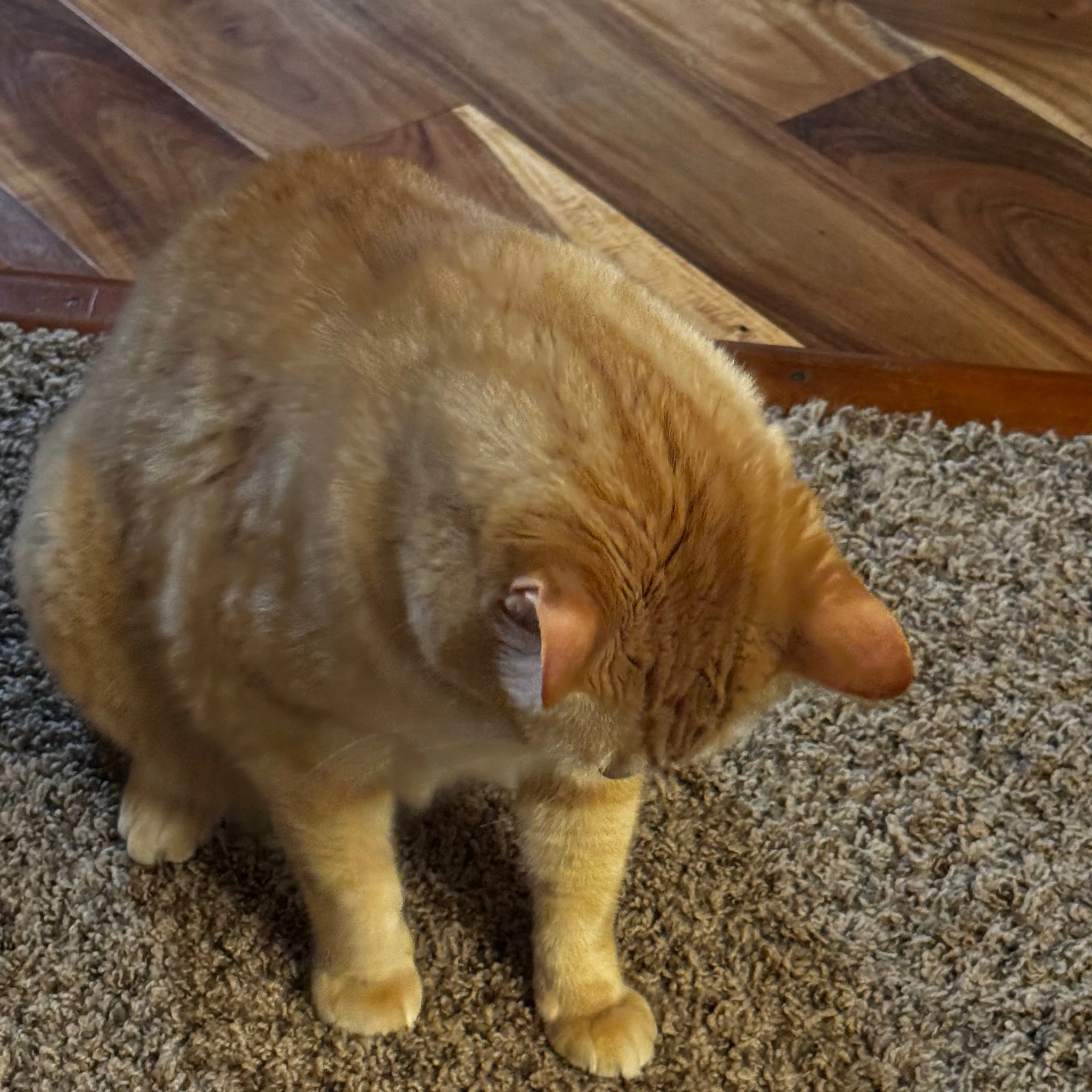 Lost pet-3