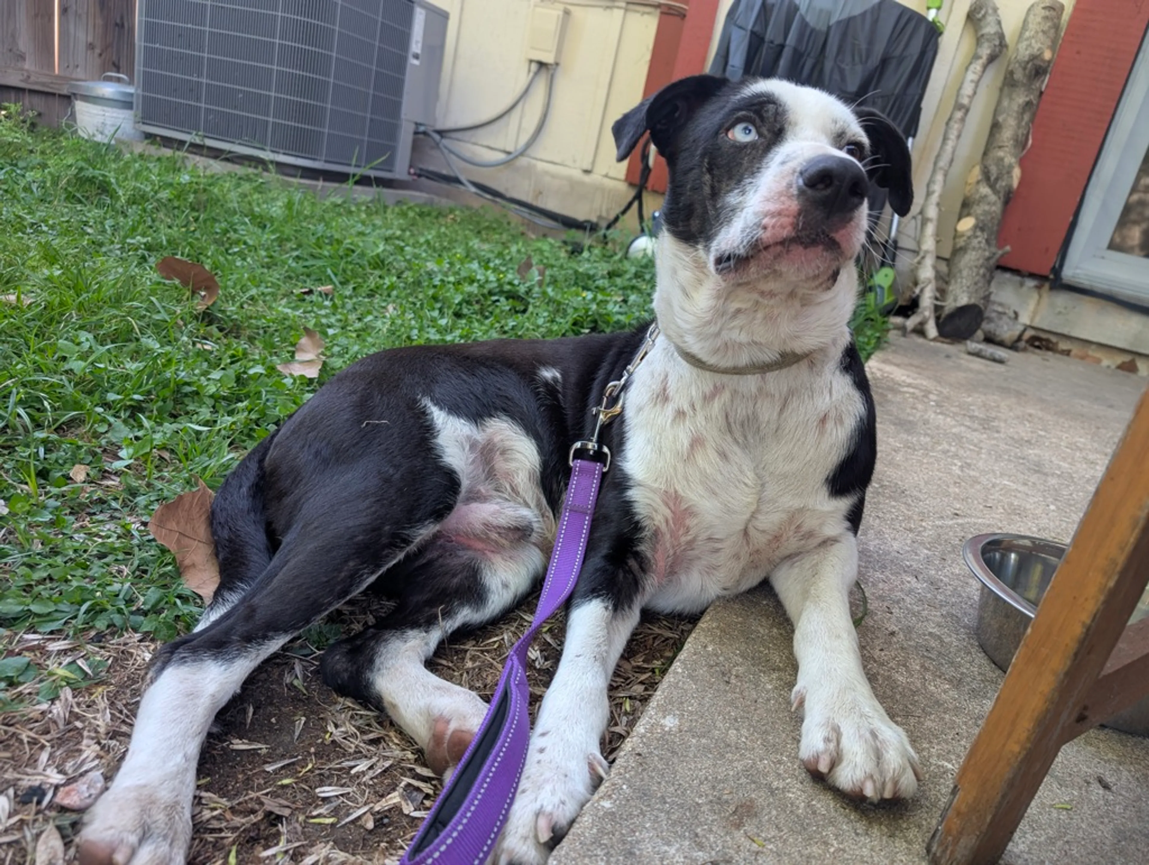 Found pet