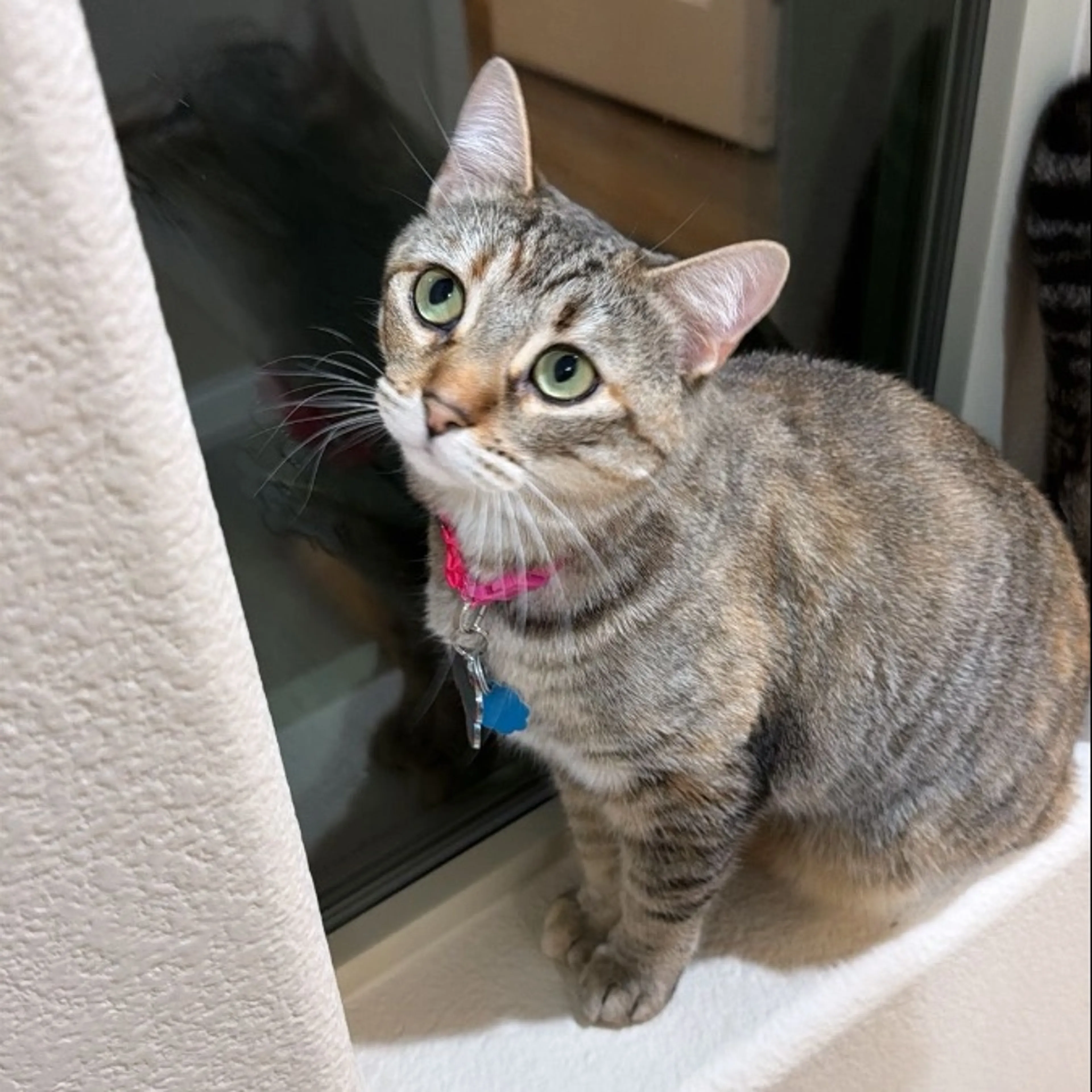 Lost pet