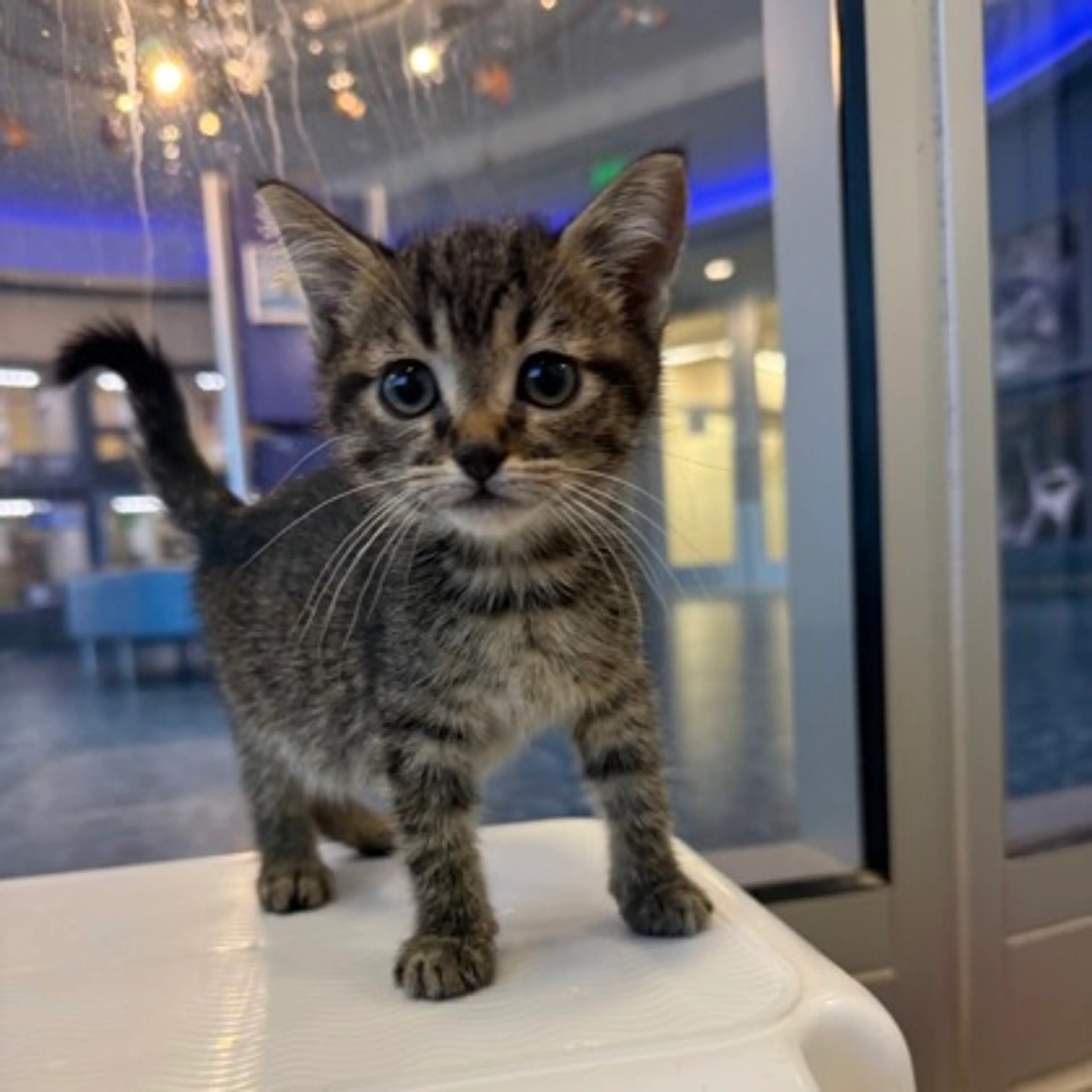 Found pet-1