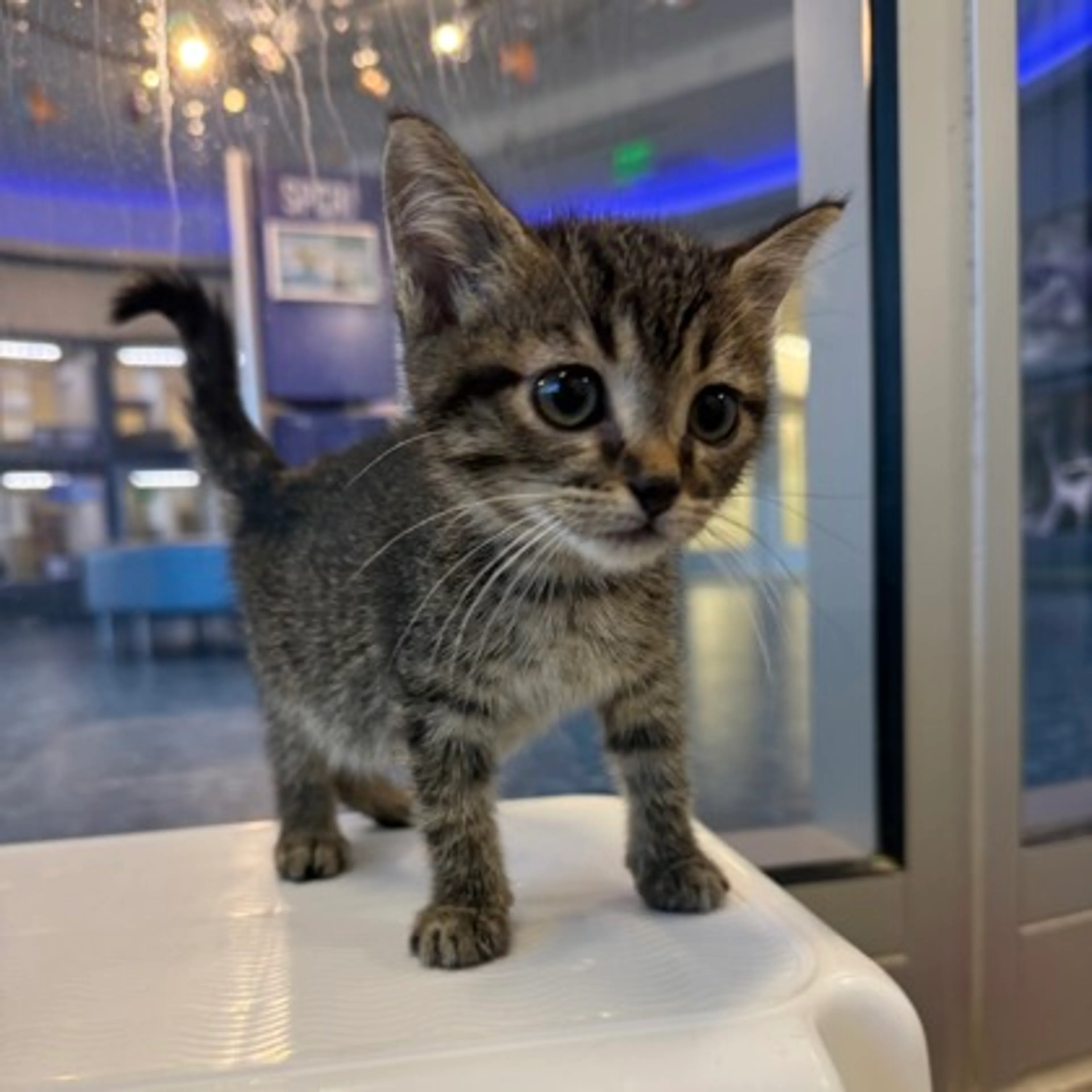 Found pet-0