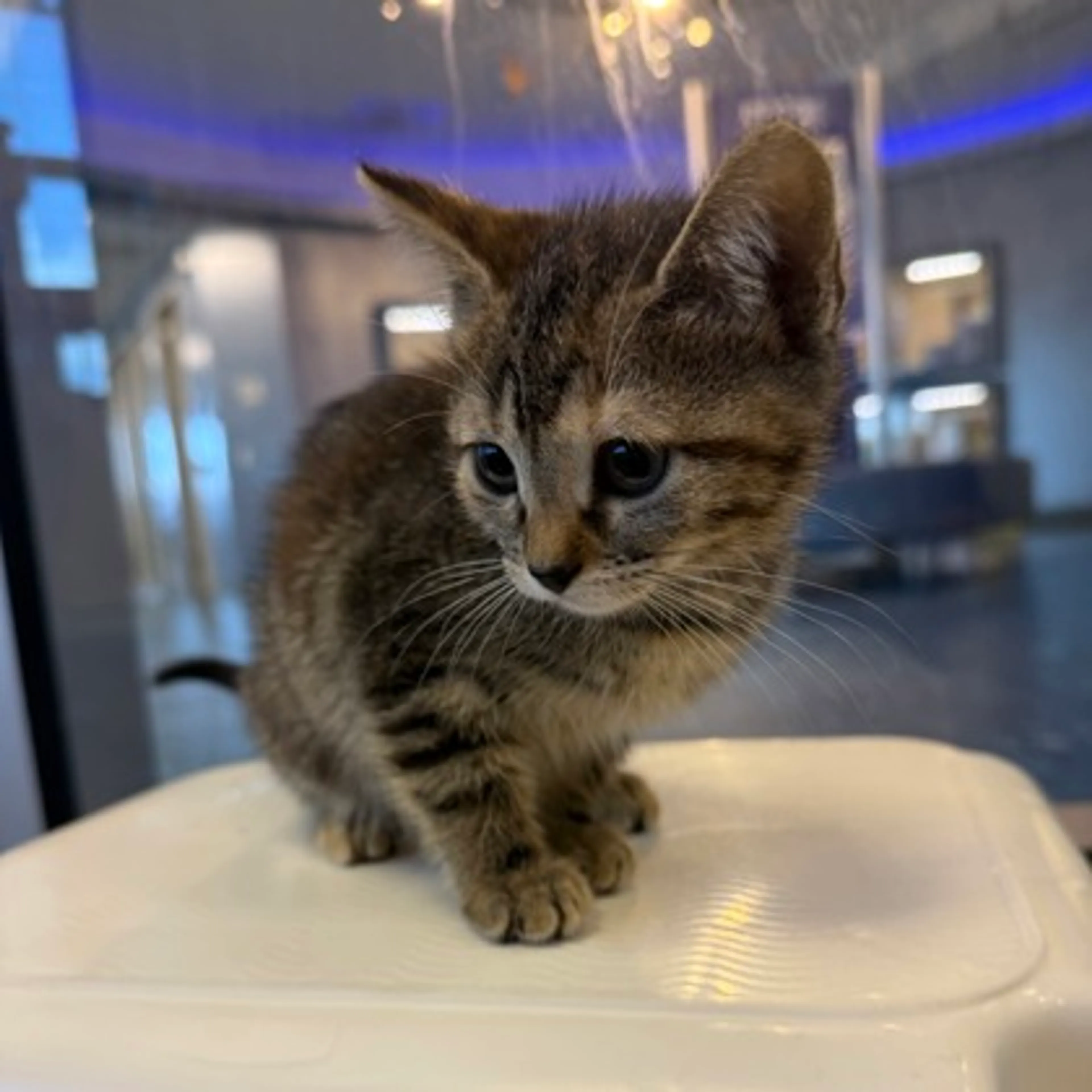 Found pet-1
