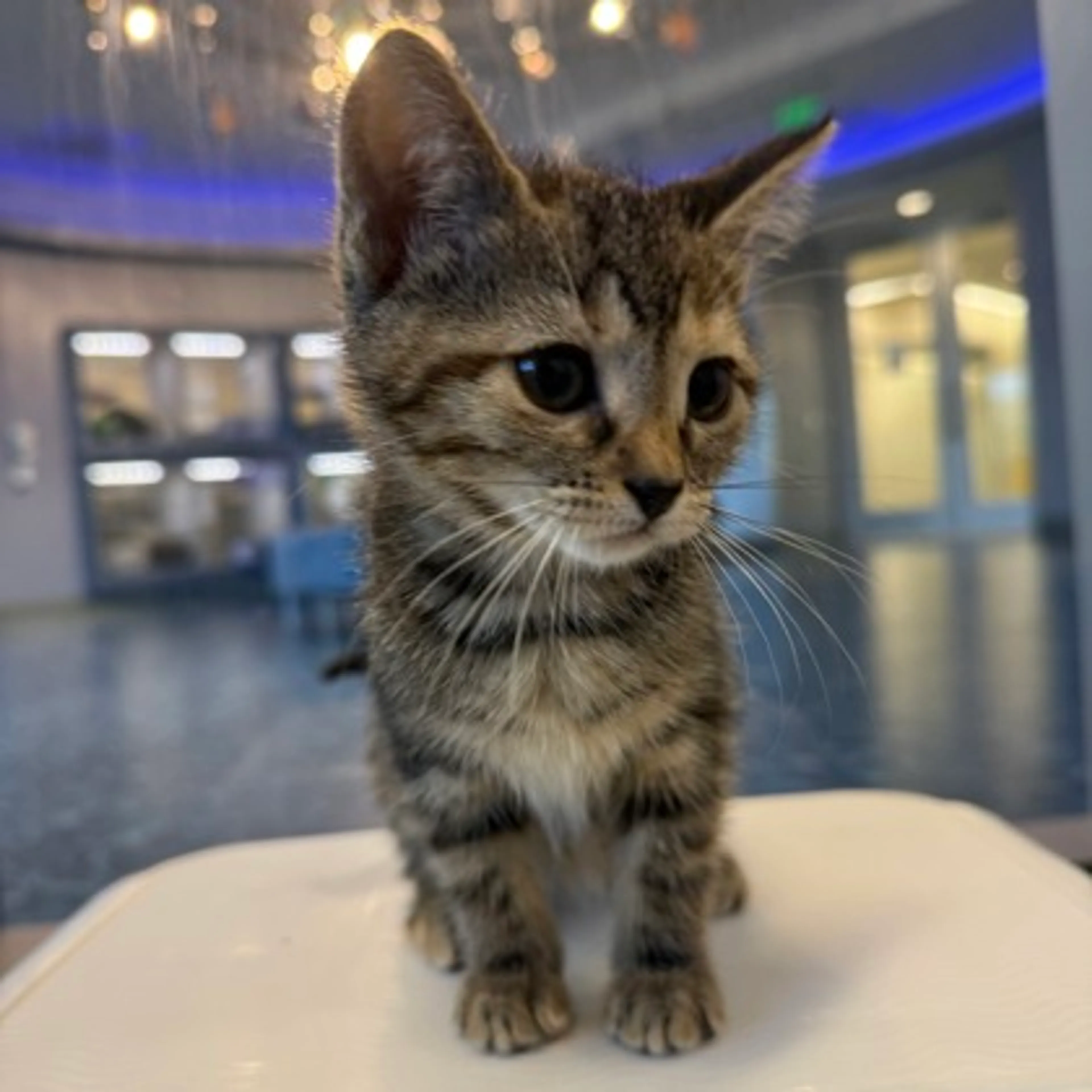 Found pet-0