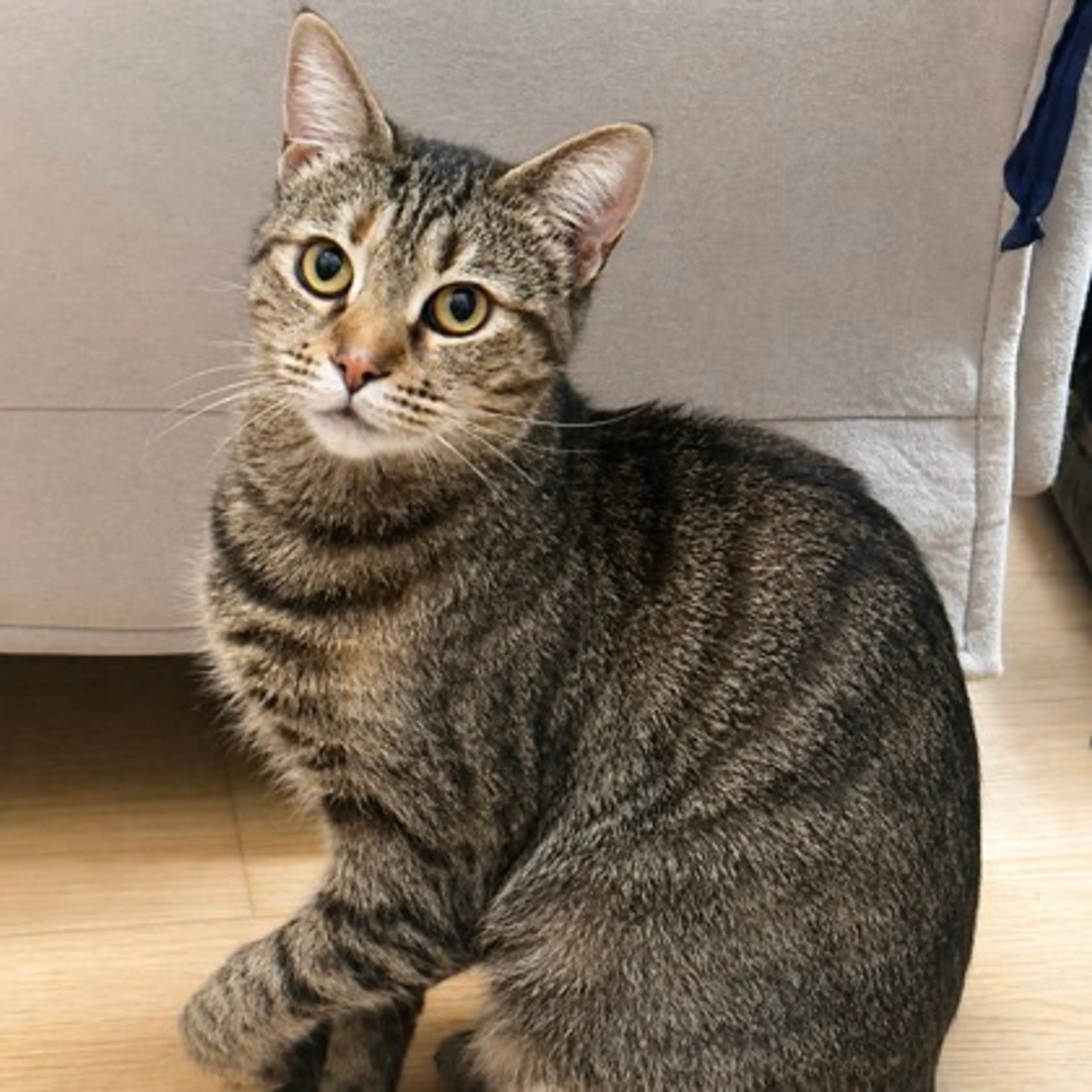 Found pet-2