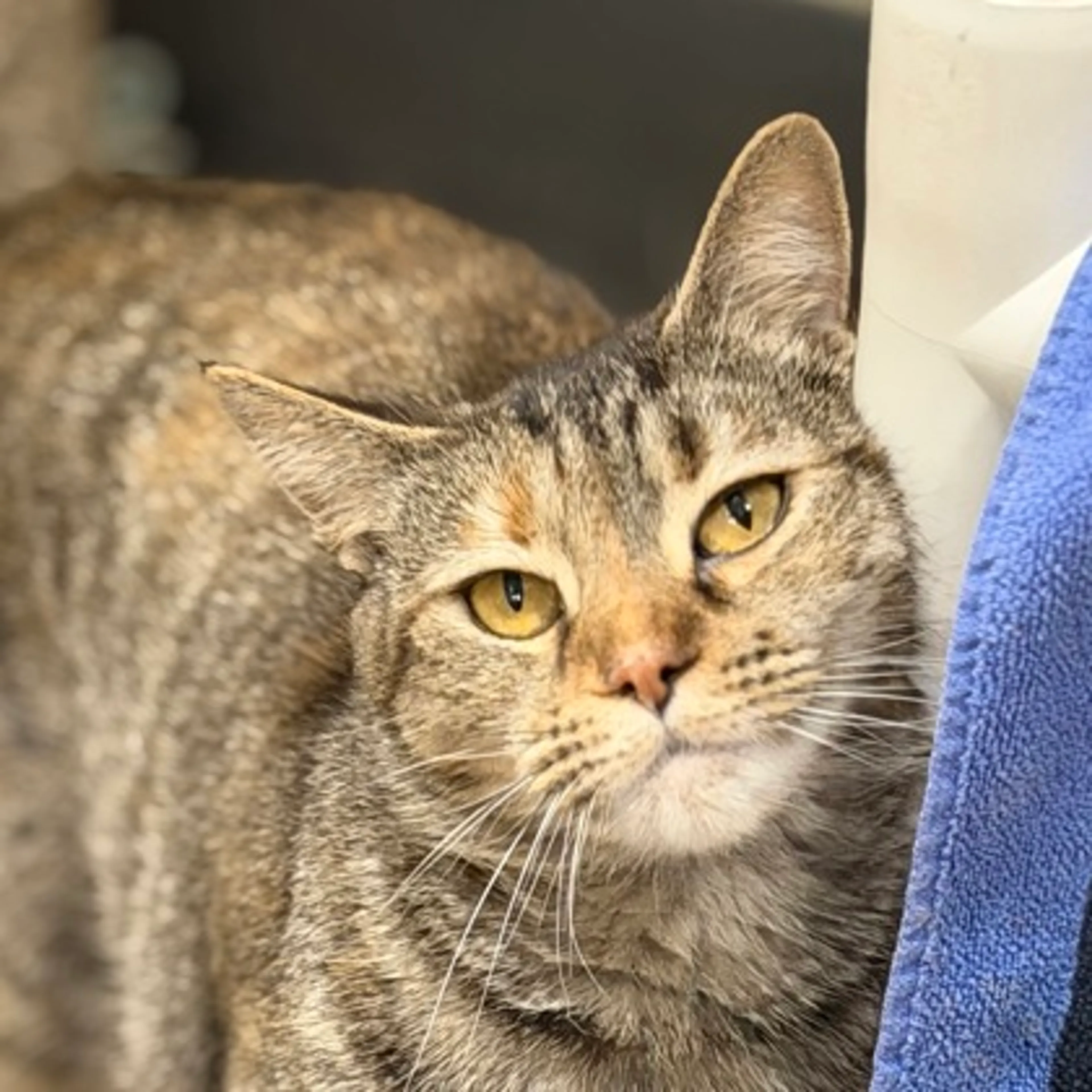 Found pet-1
