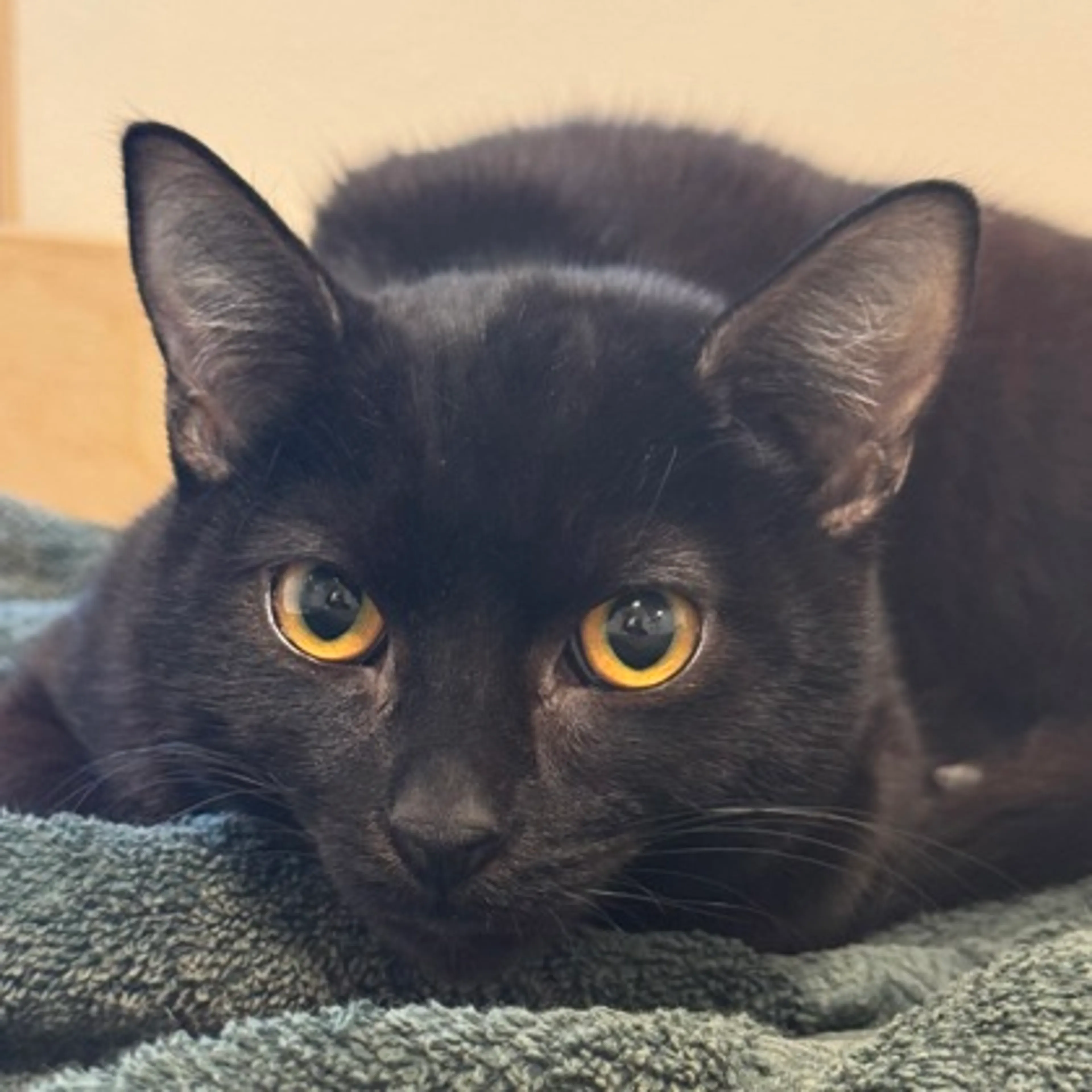 Found pet-1