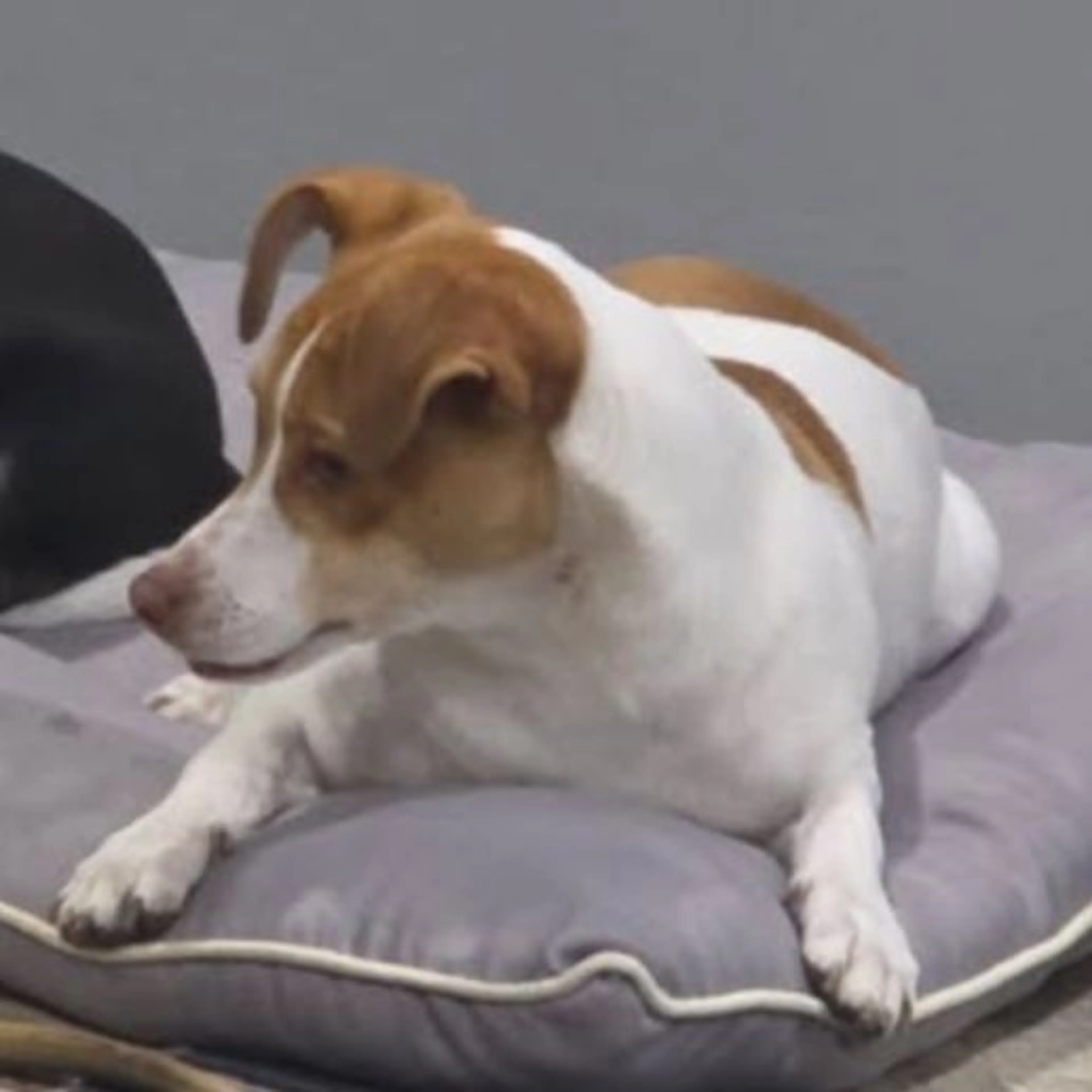Lost pet