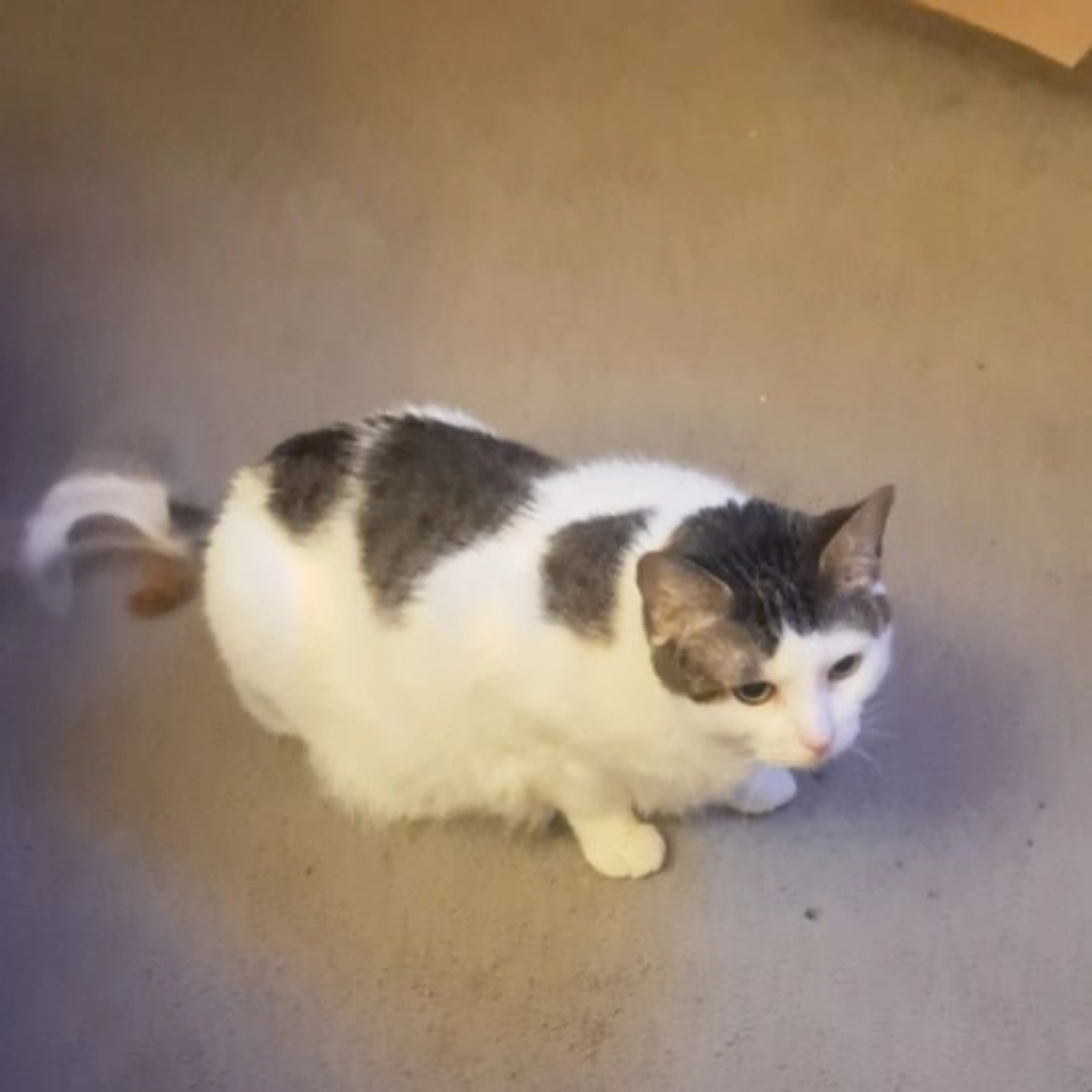 Lost pet