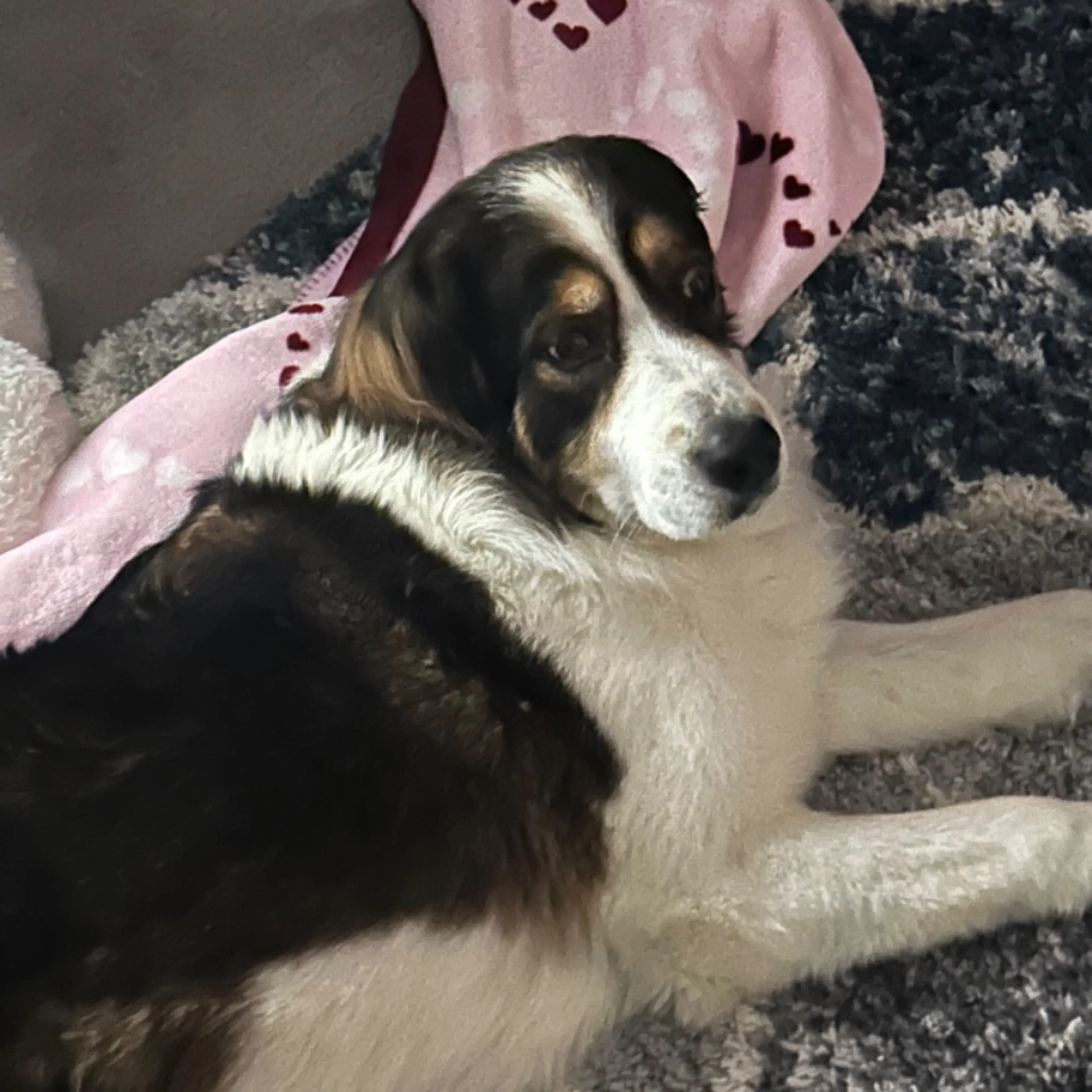 Lost pet
