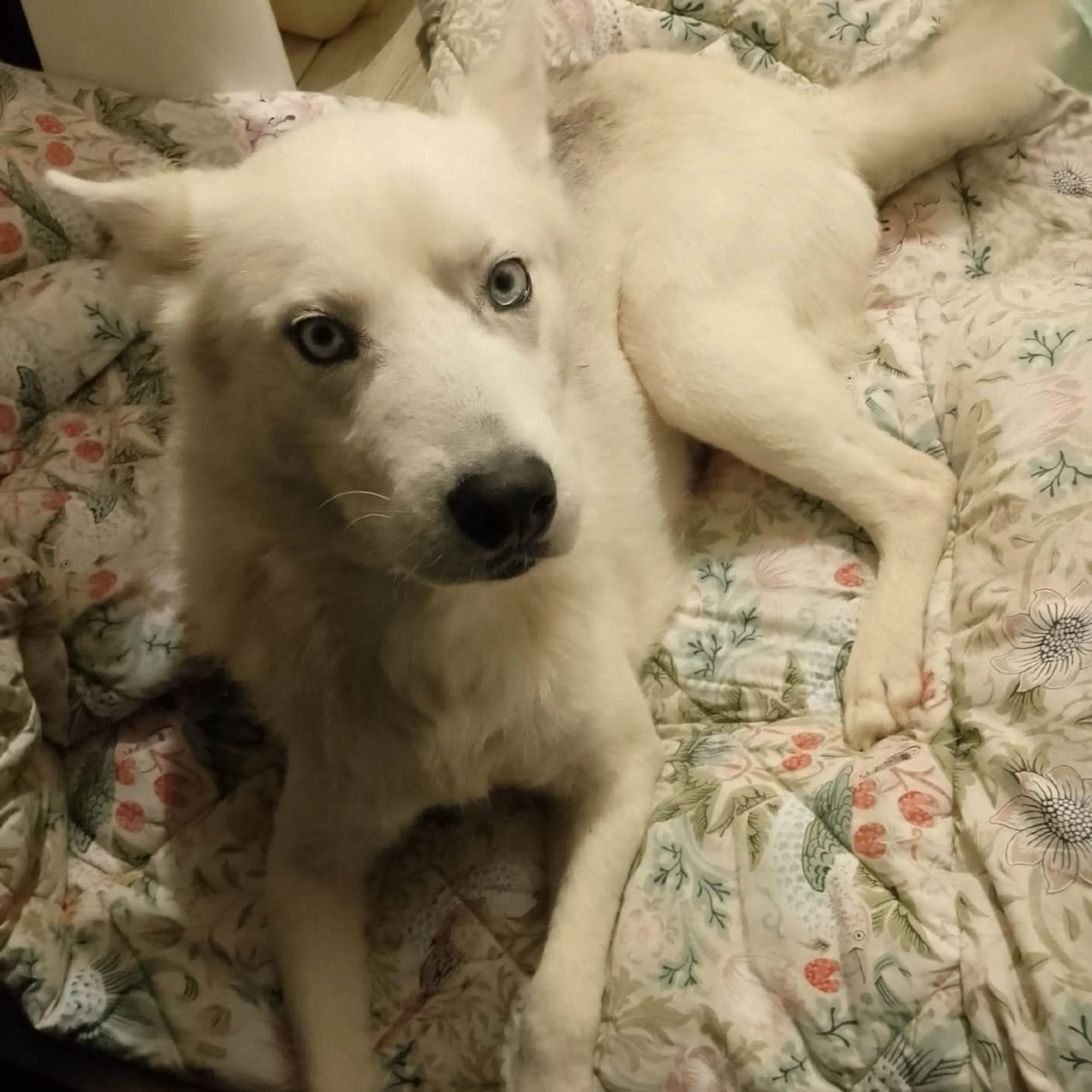 Found pet-1