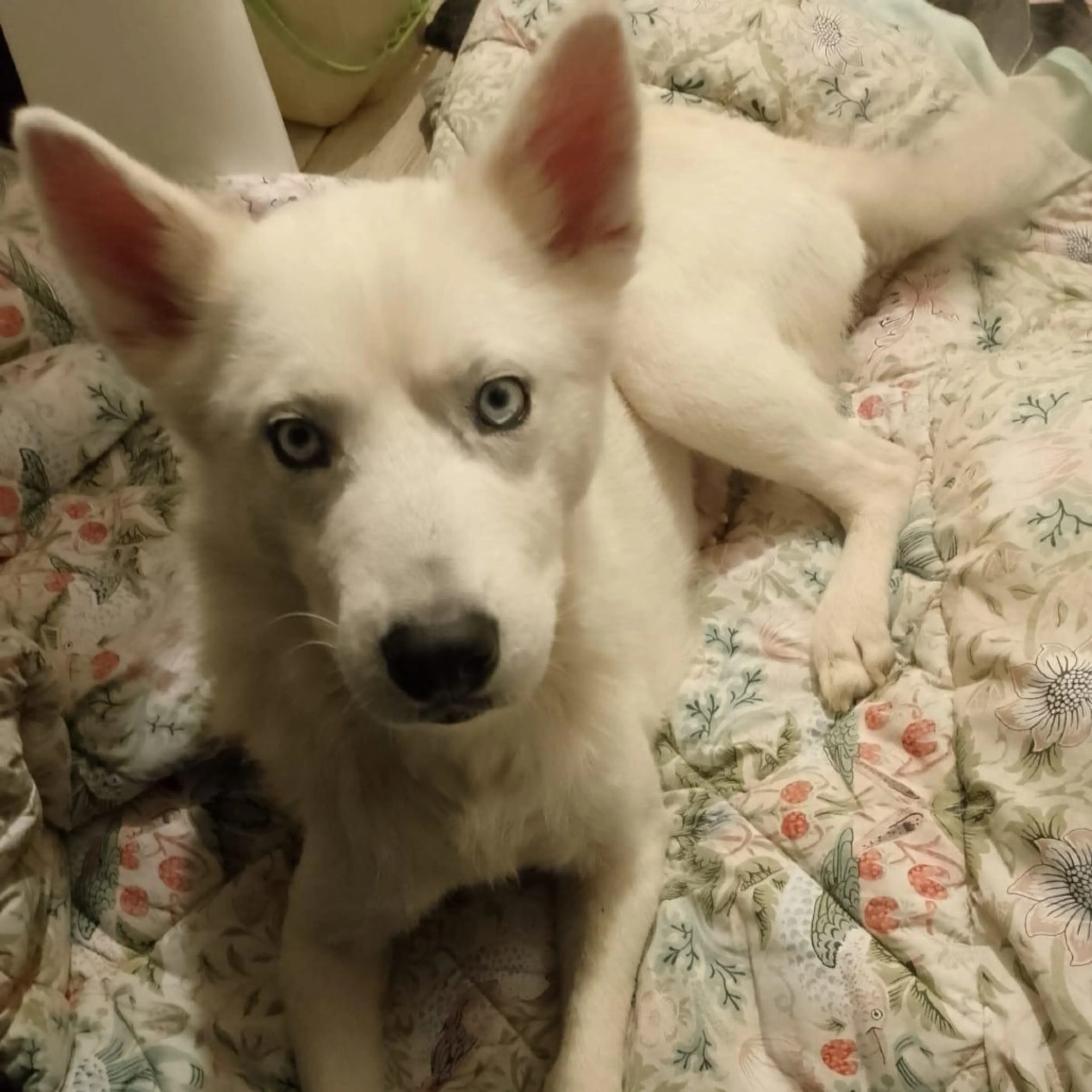 Found pet-2