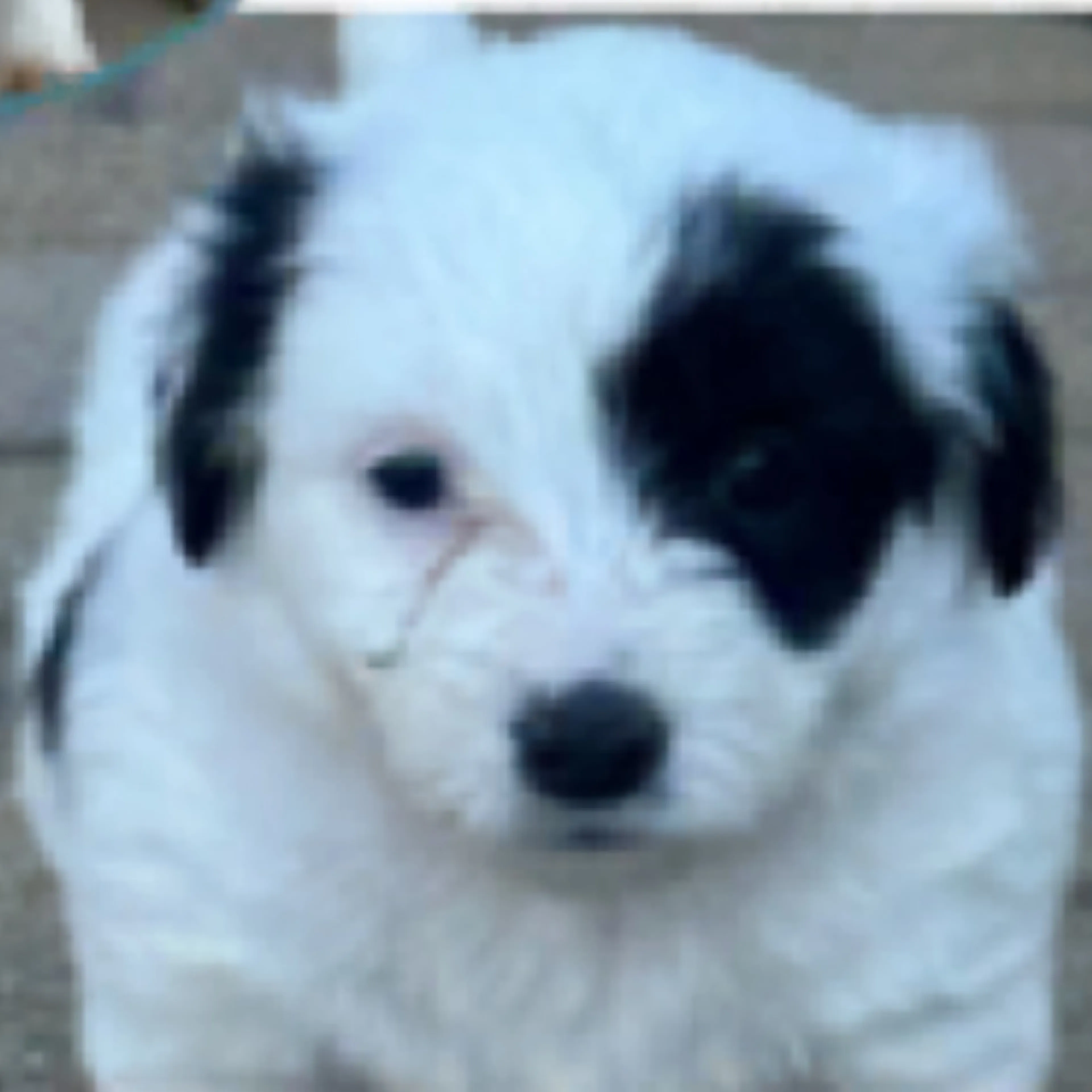 Found pet-1