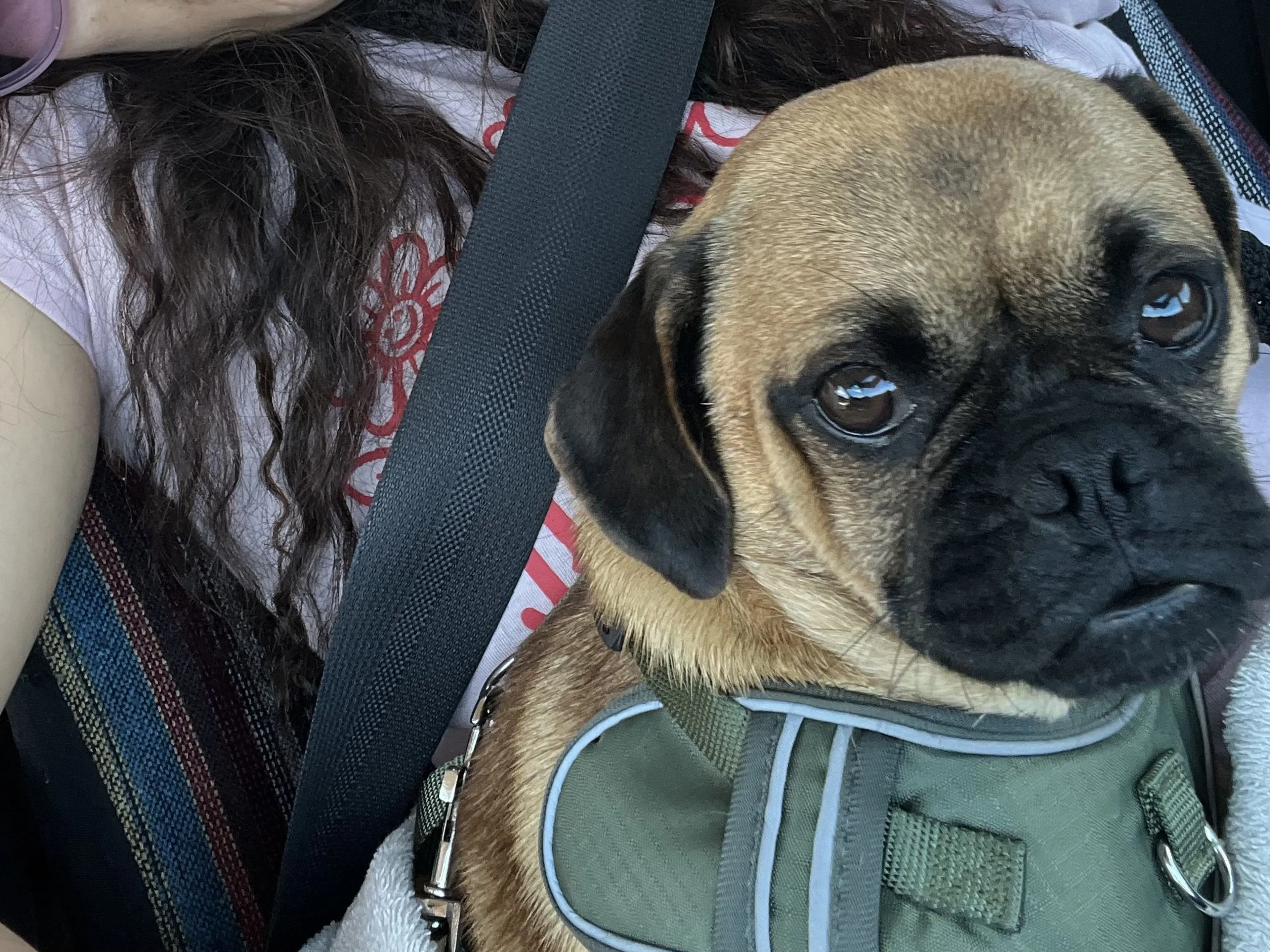 Lost pet-1