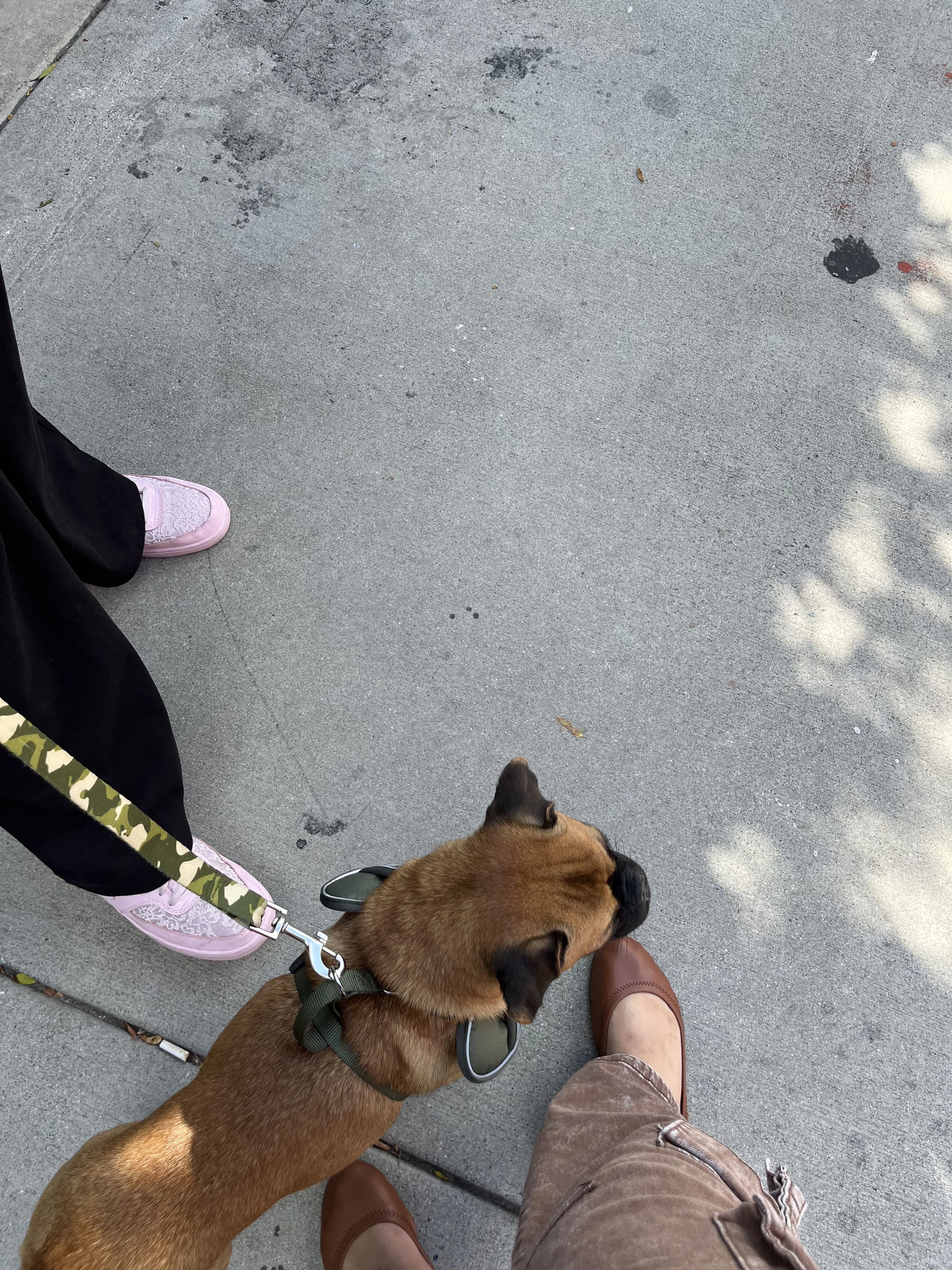 Lost pet-2