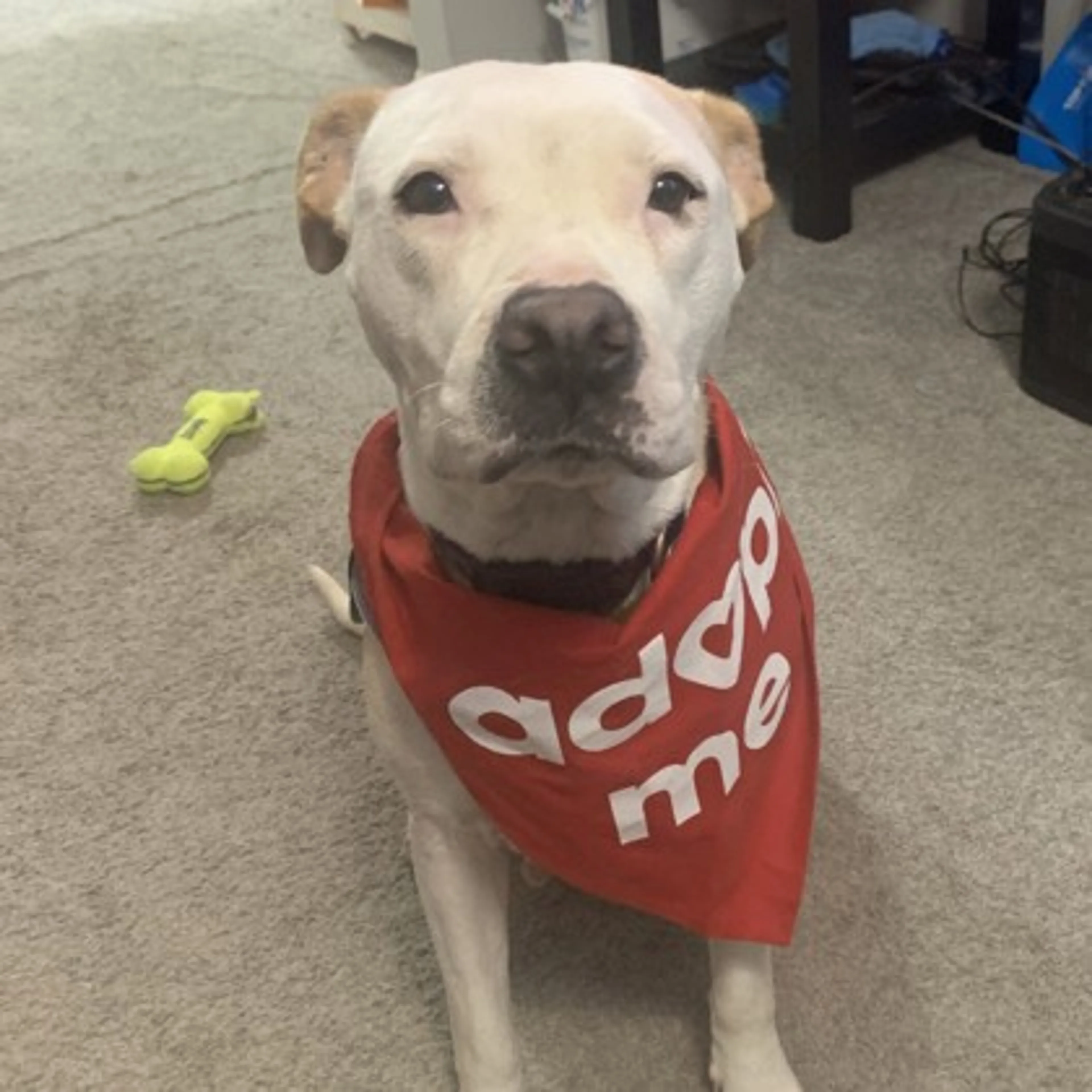 cdn image