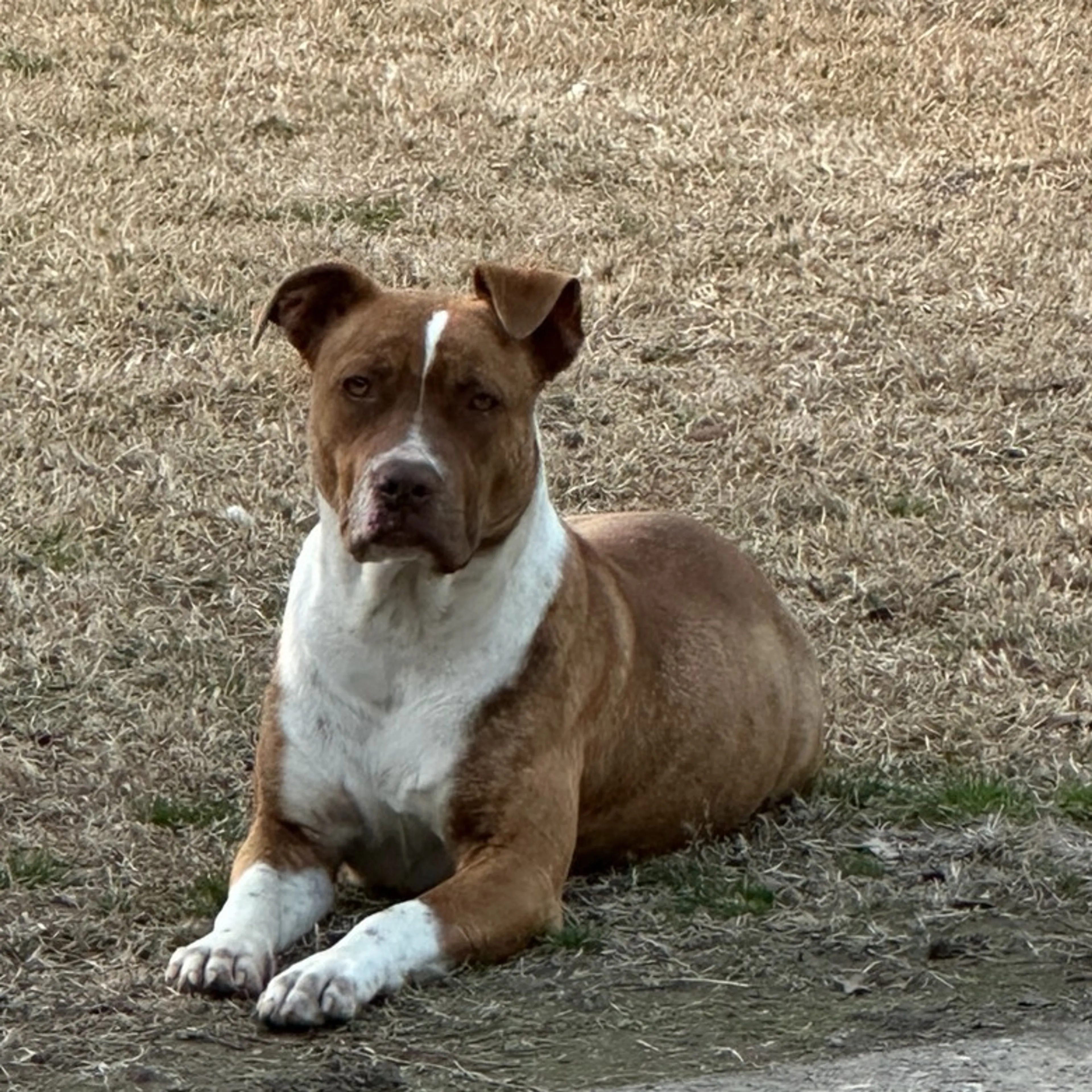 Found pet