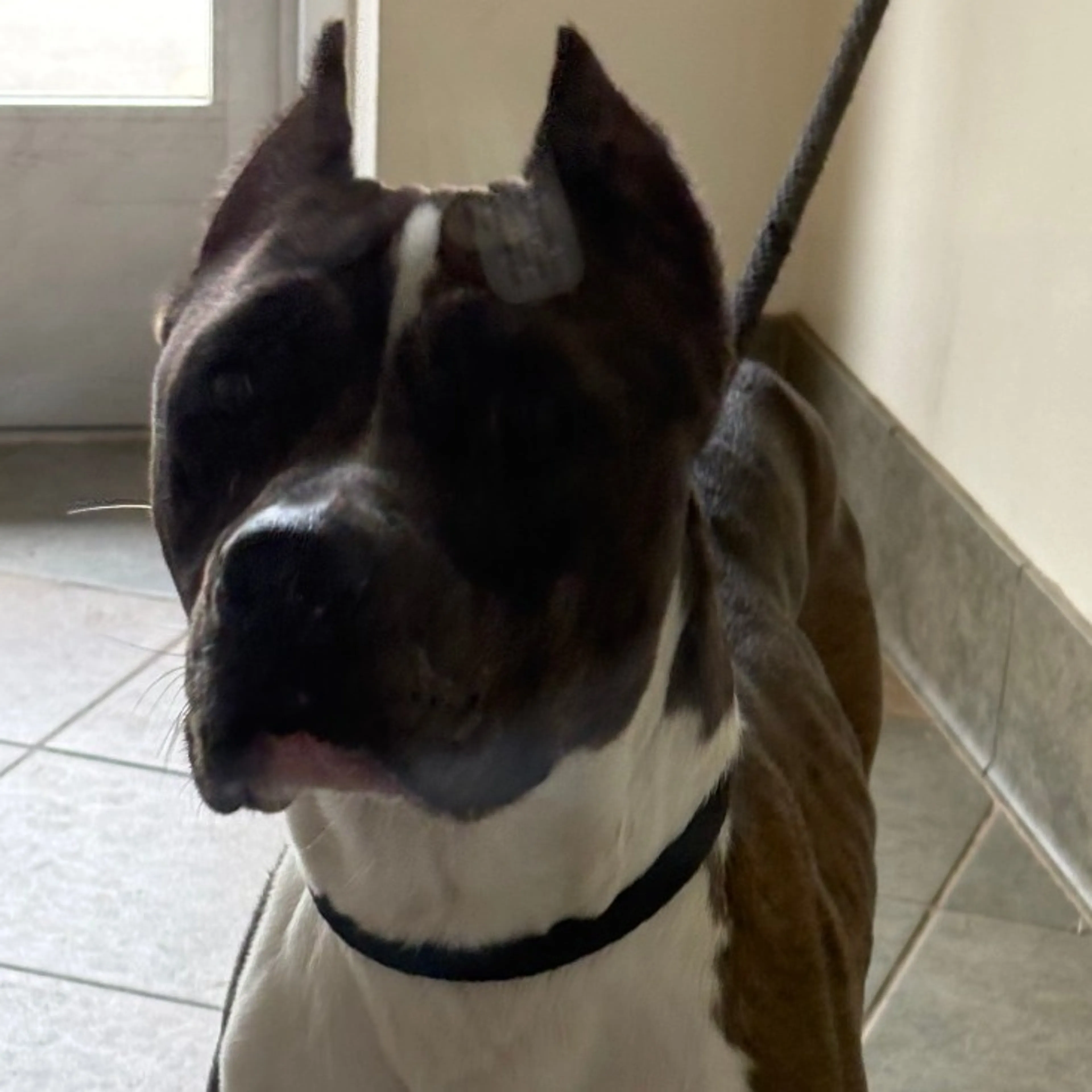 Found pet-1