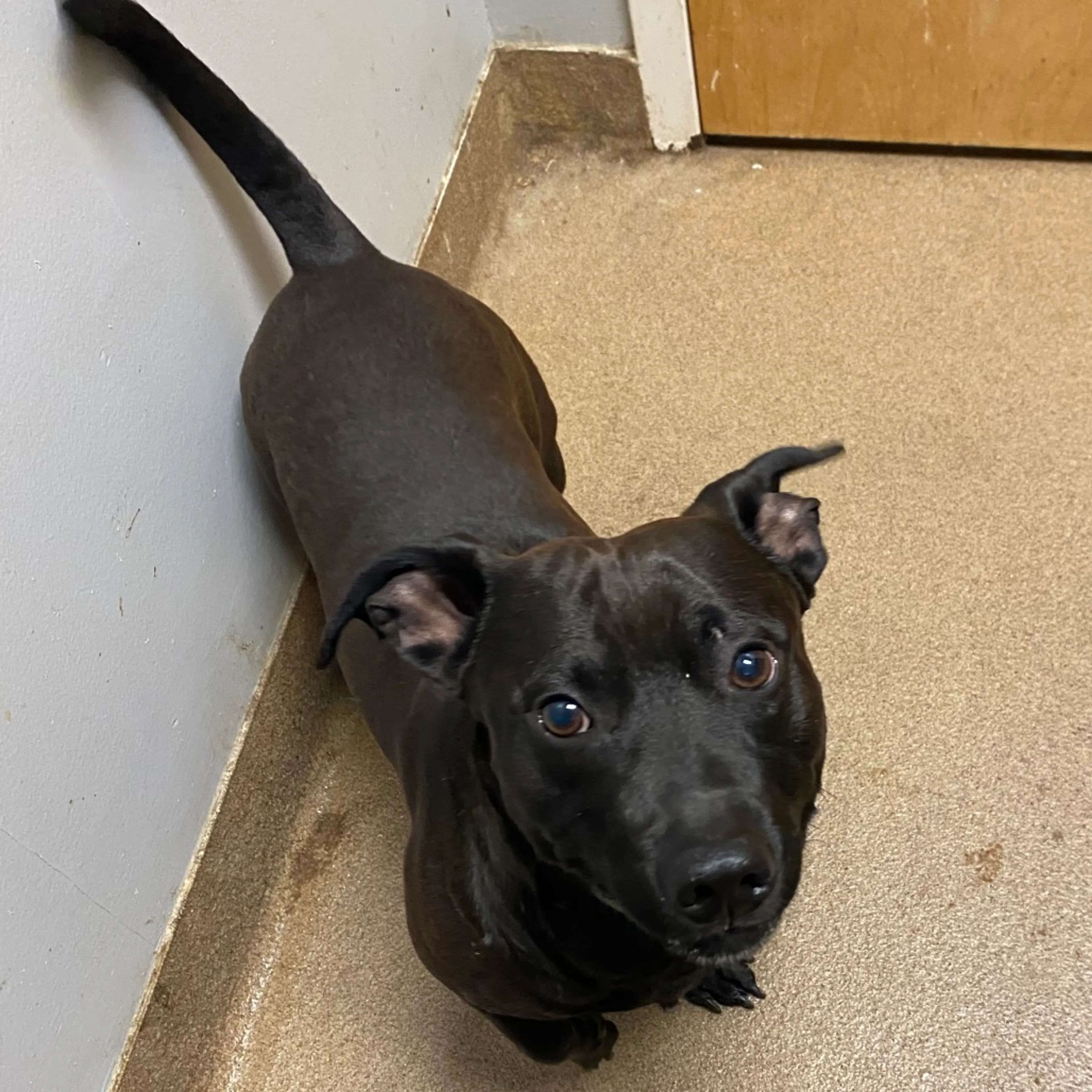 Found pet-1
