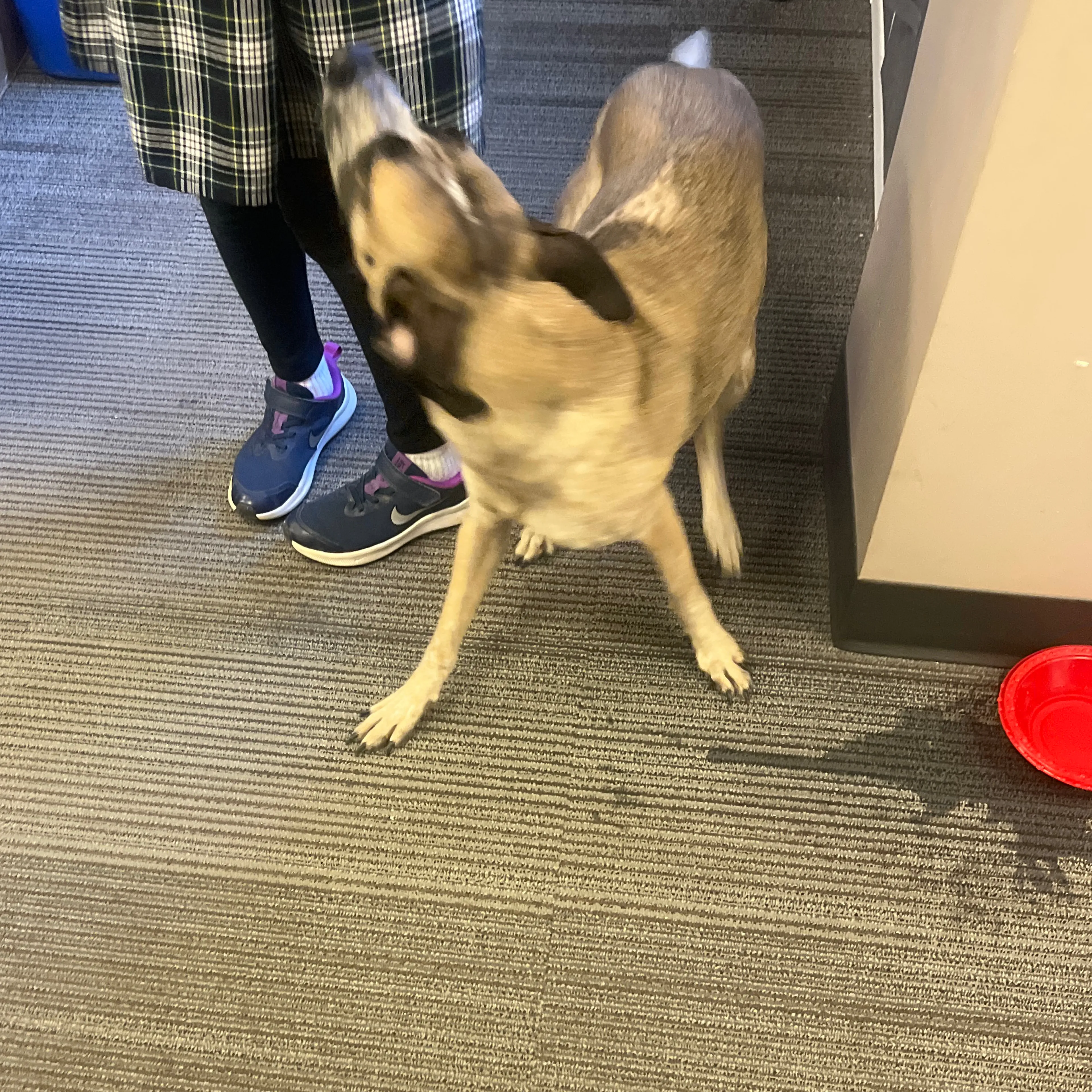 Found pet-1