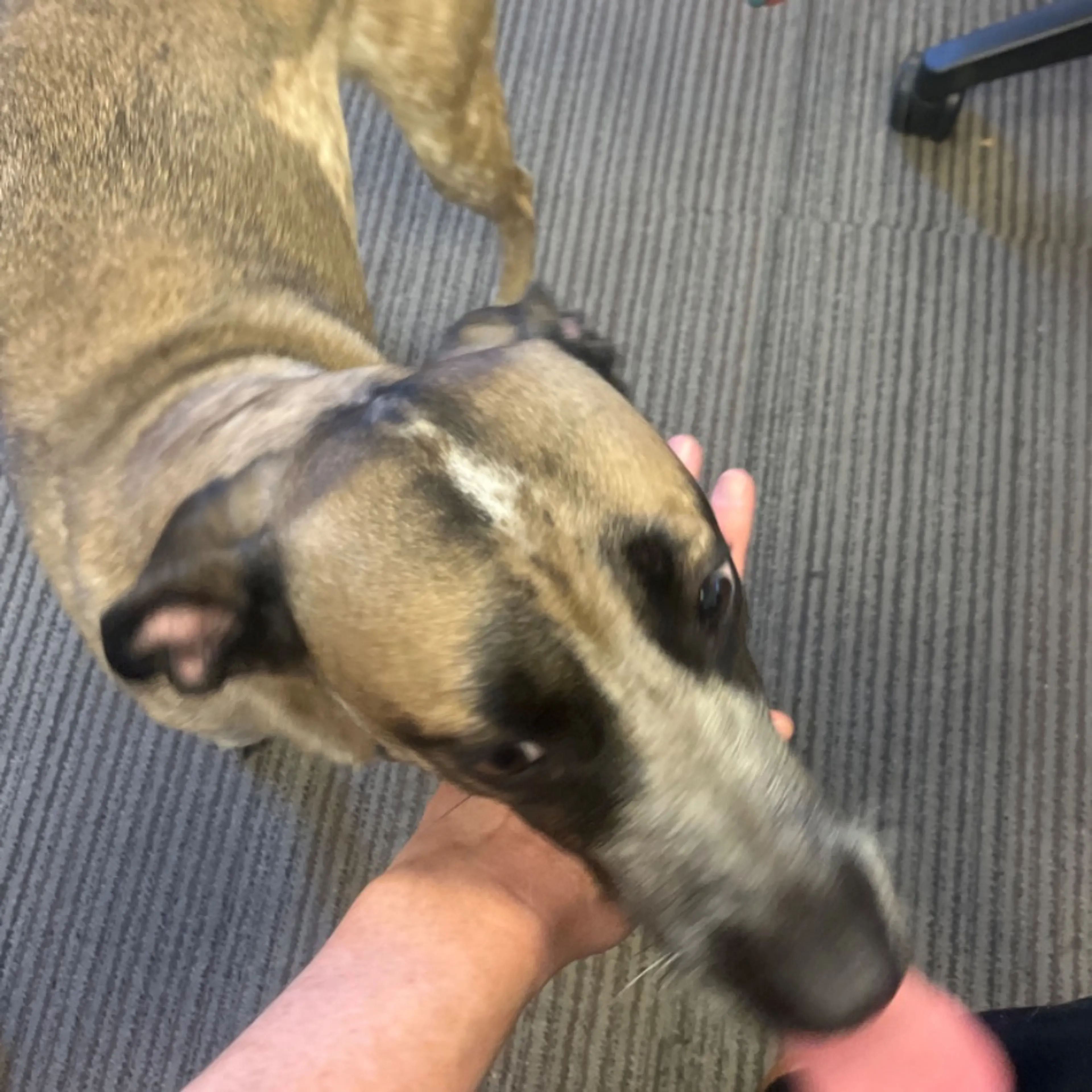 Found pet-0