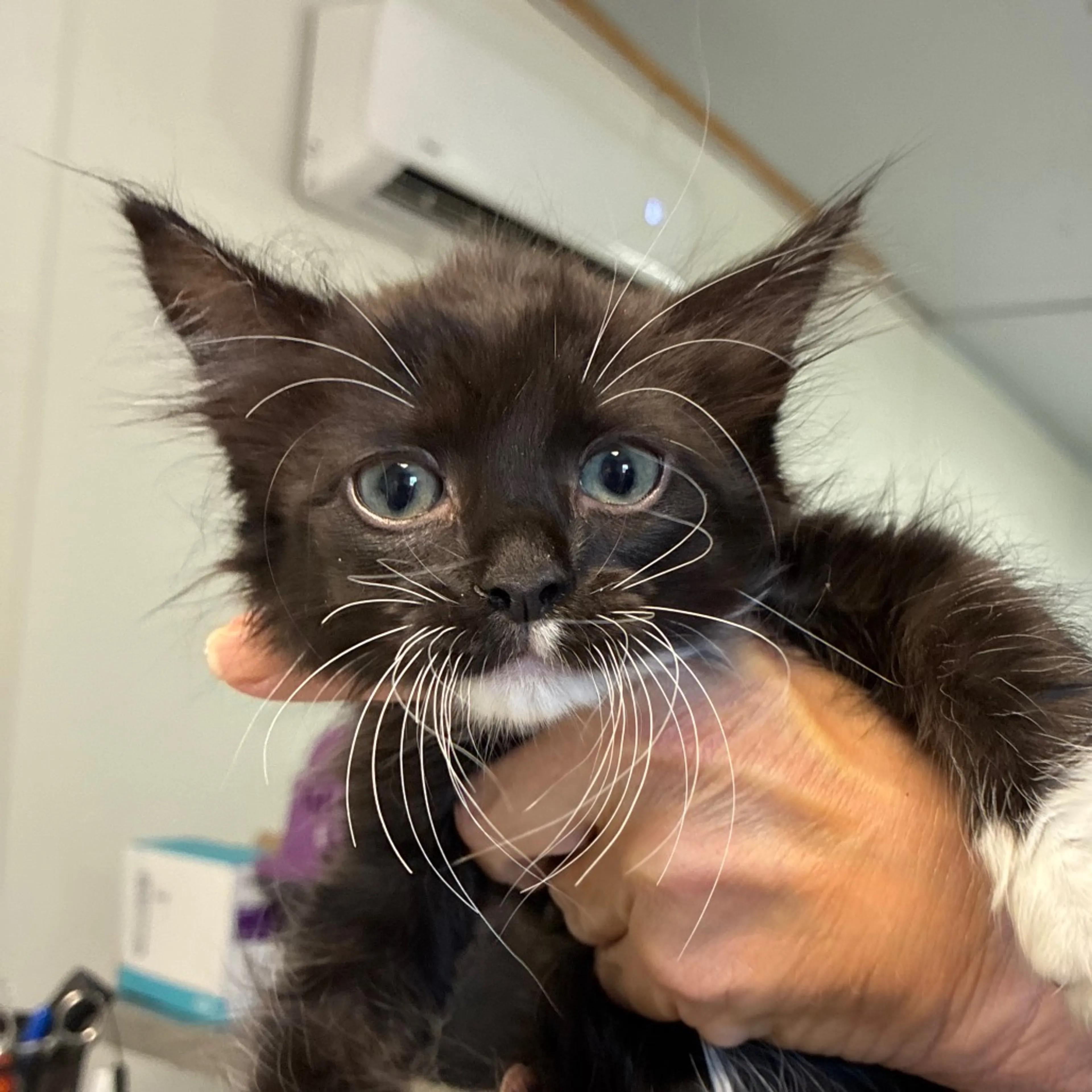 Found pet