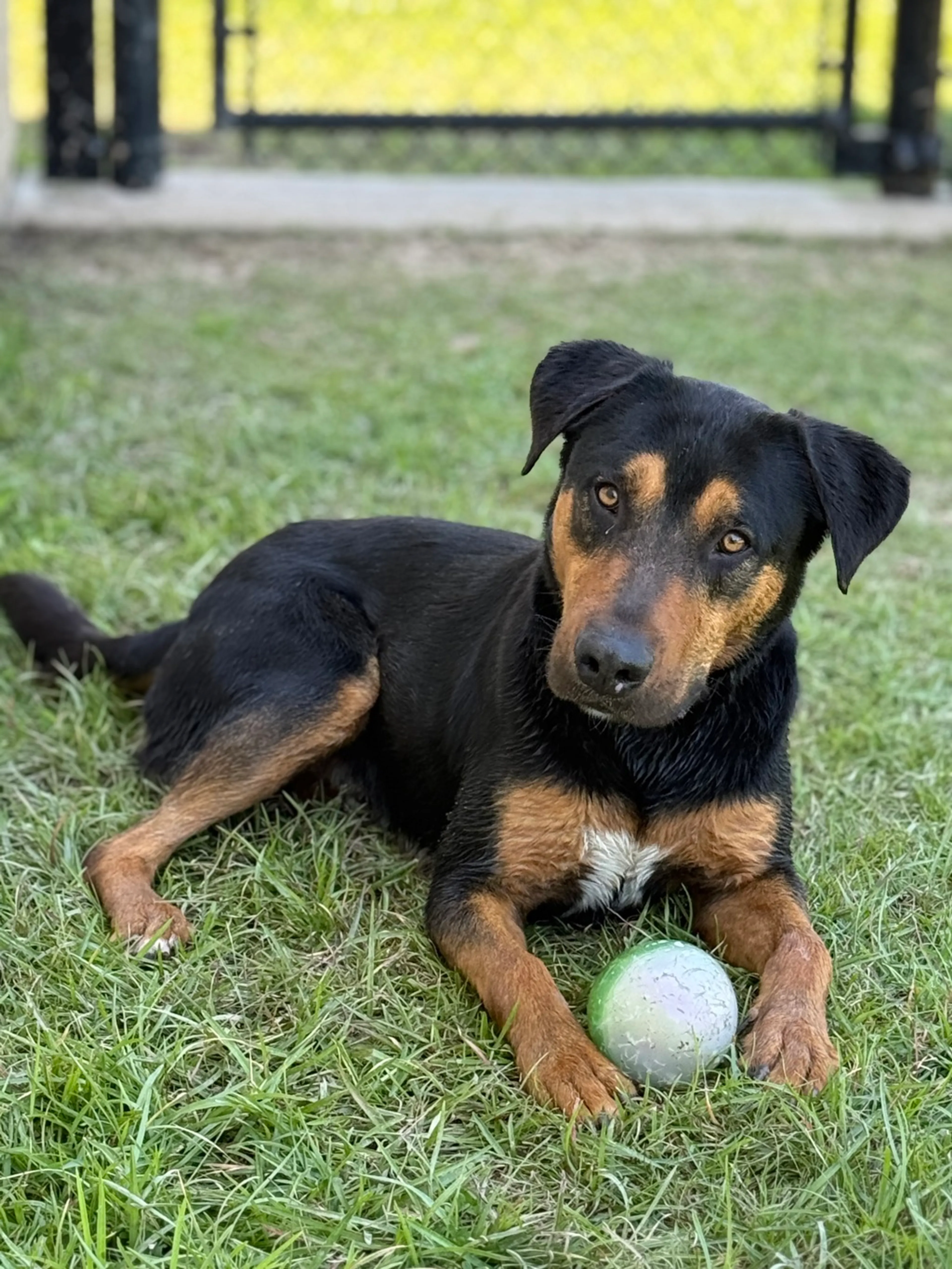 Found pet-1
