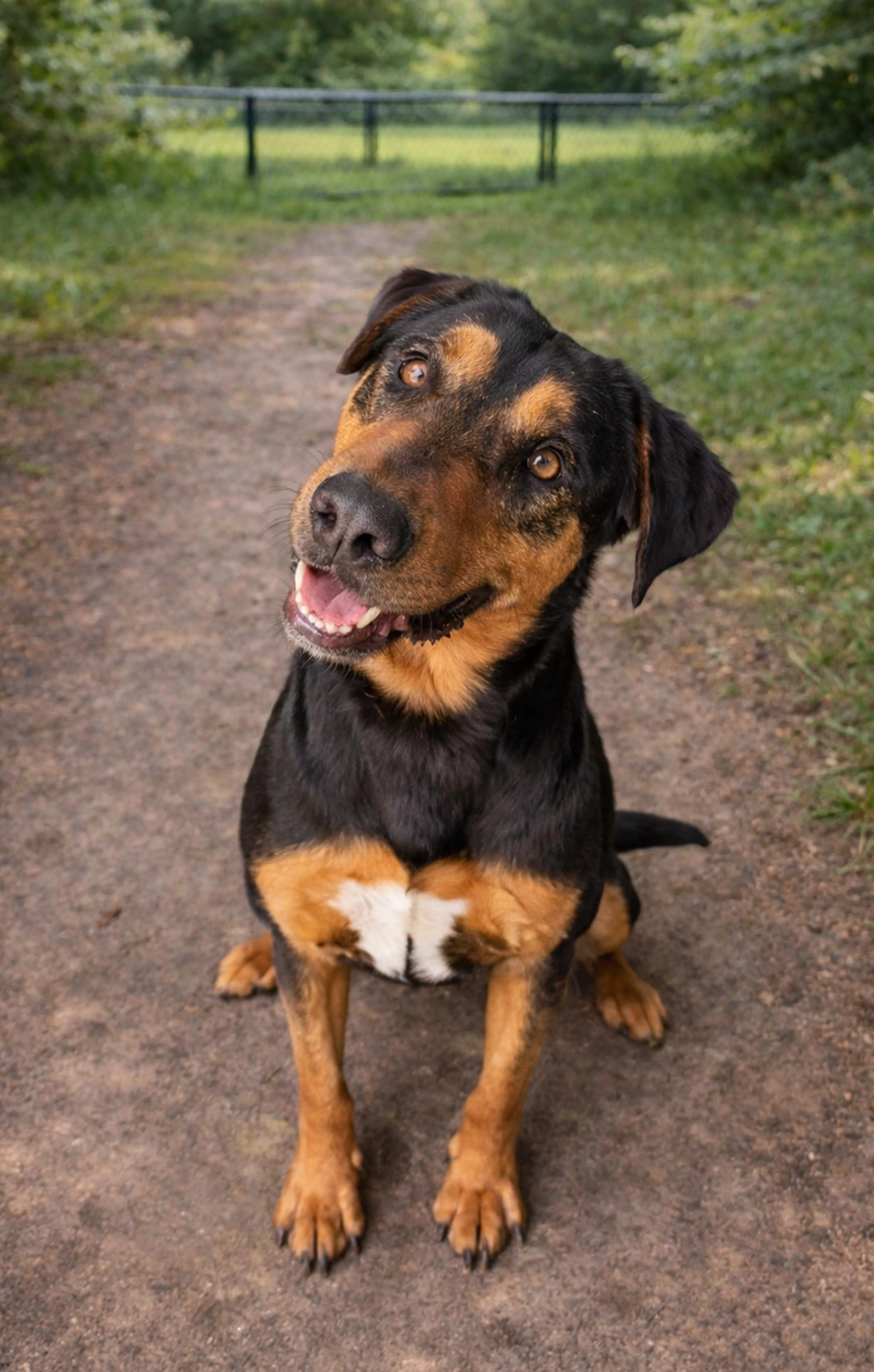 Found pet-4