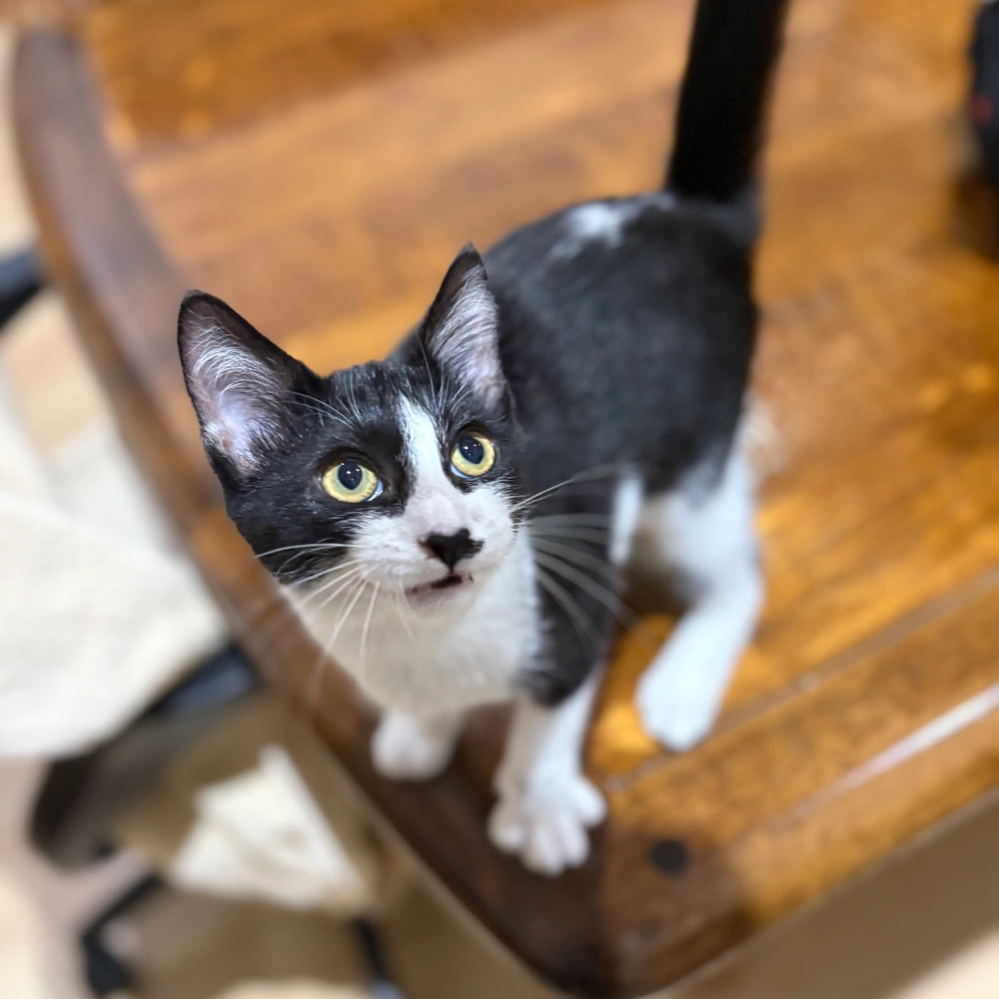 Found pet