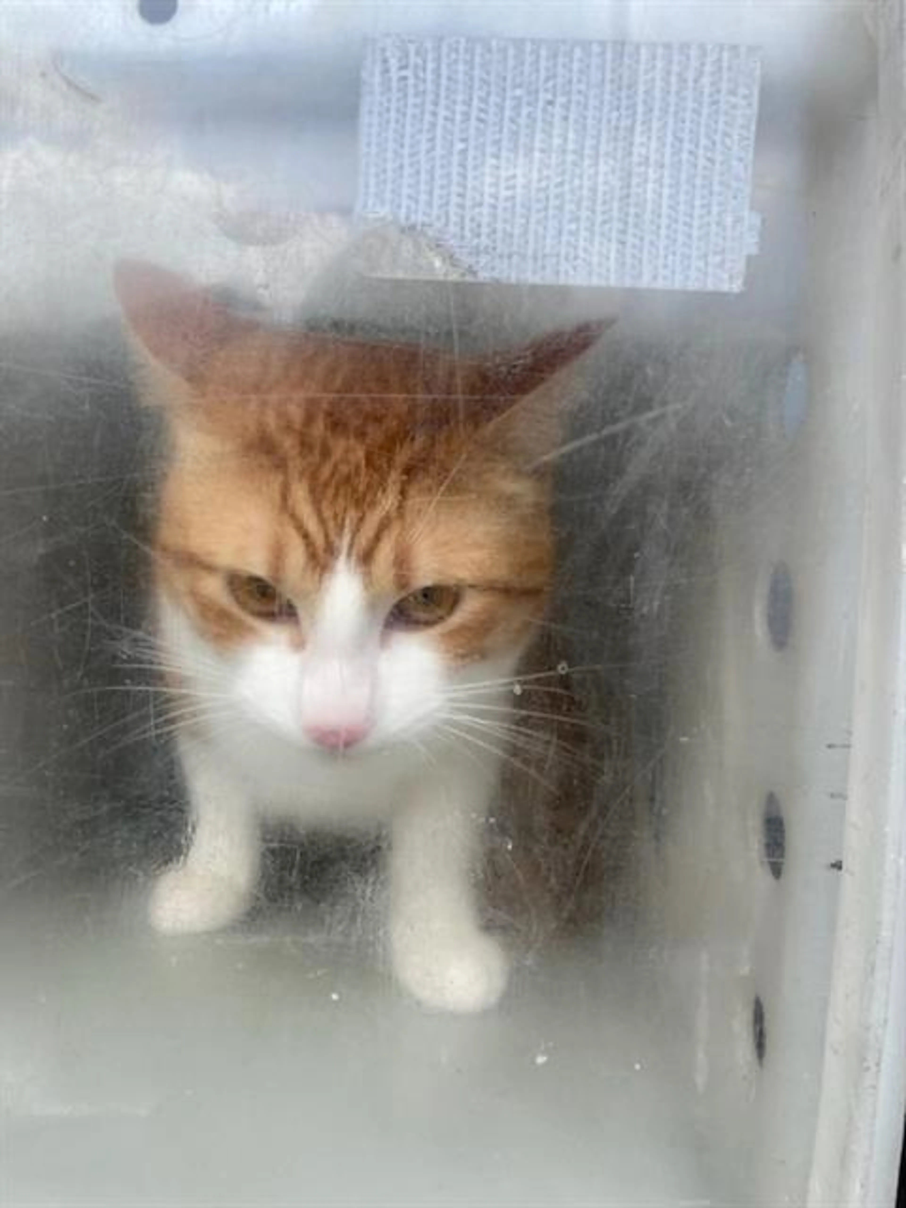 Found pet