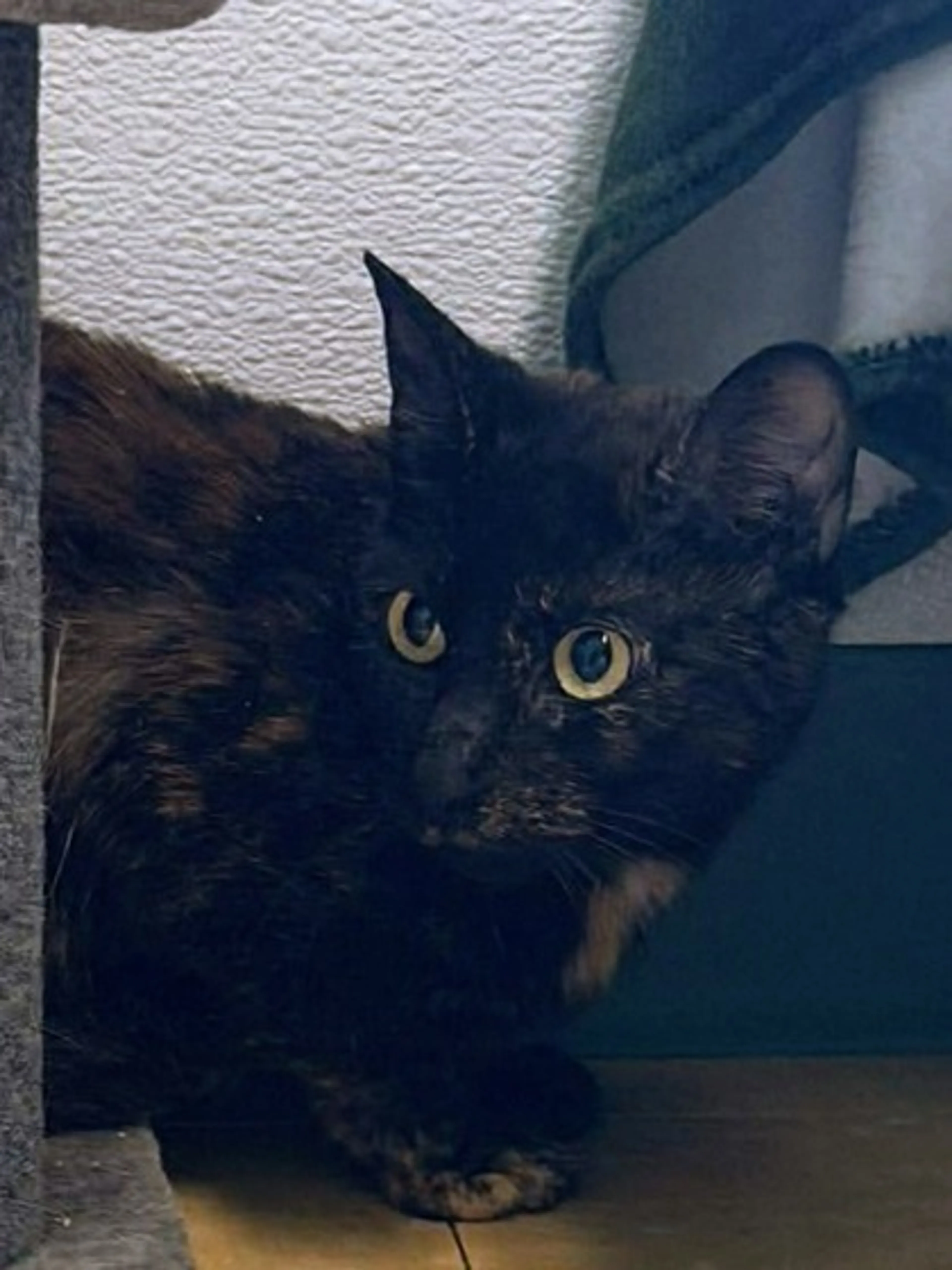 Found pet