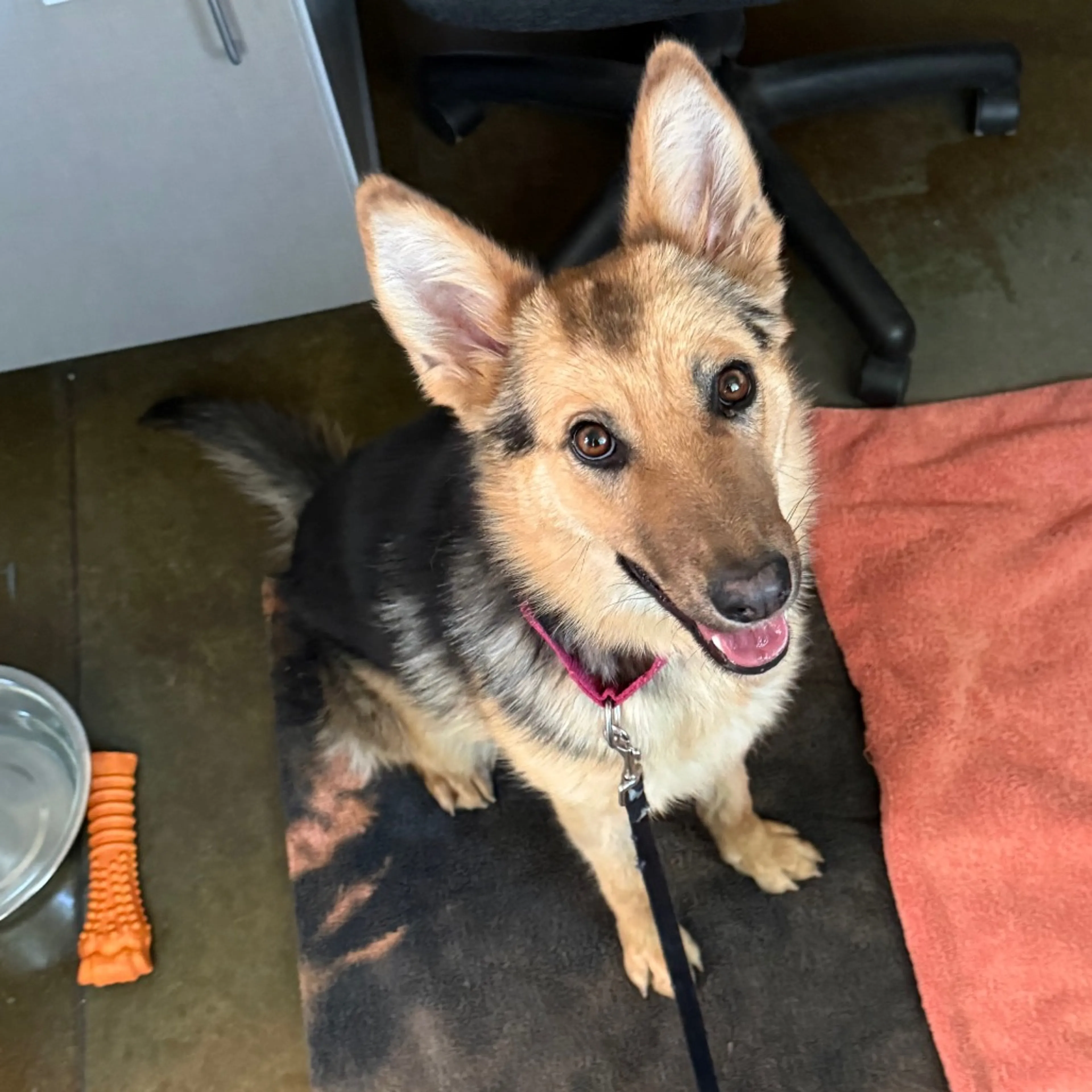 Found pet-6