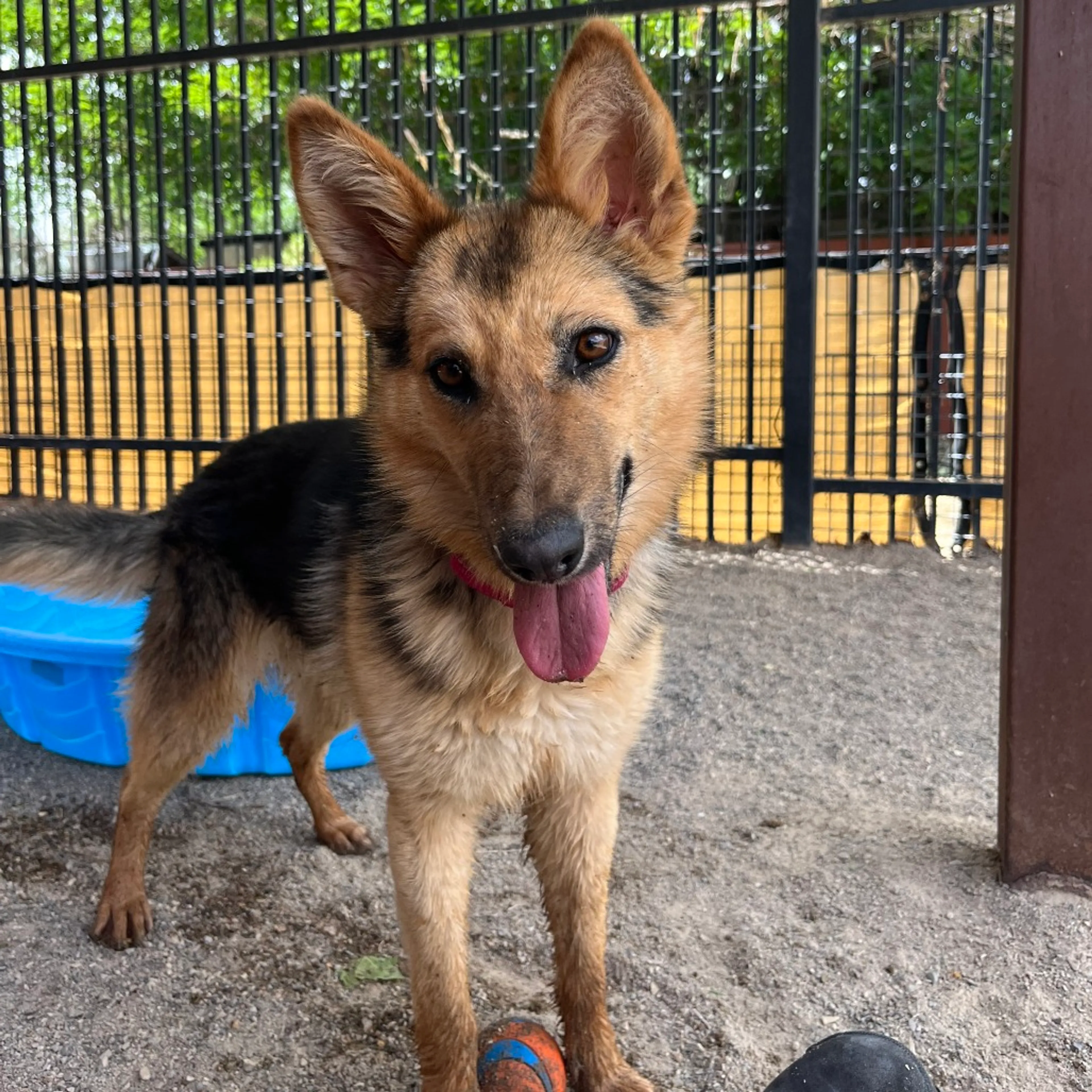 Found pet-4