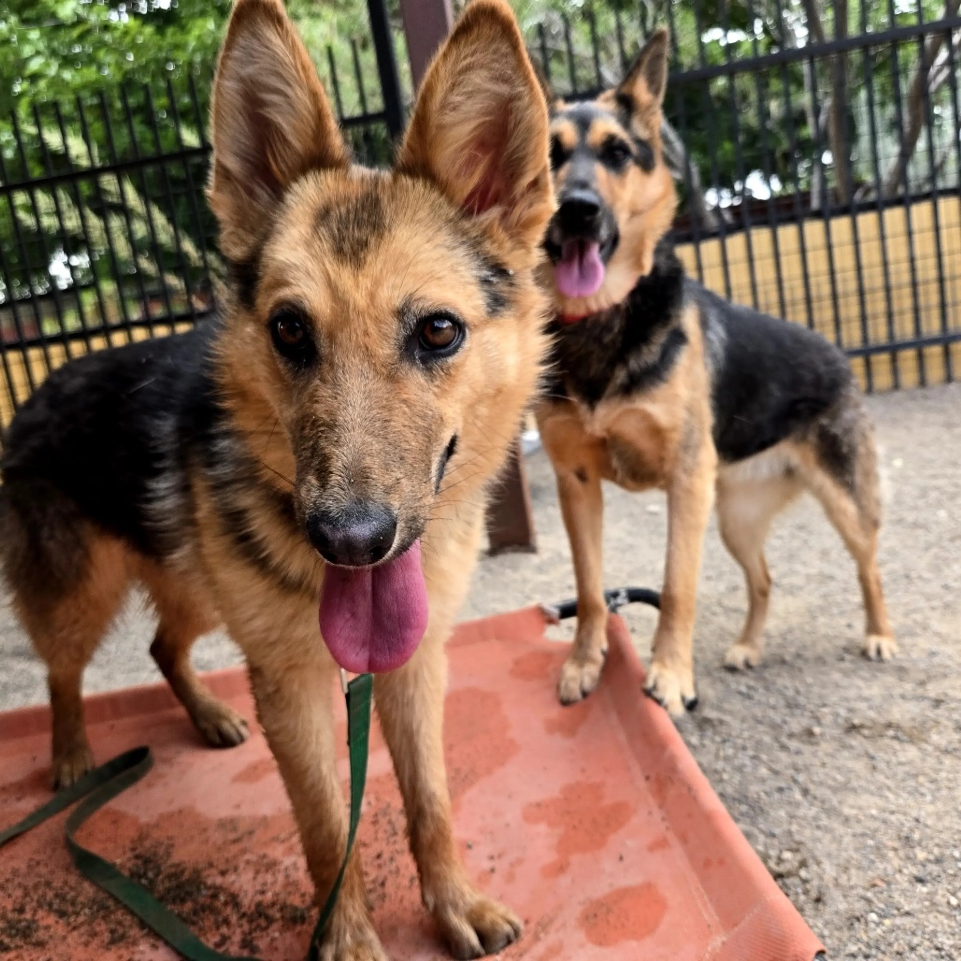 Found pet-8