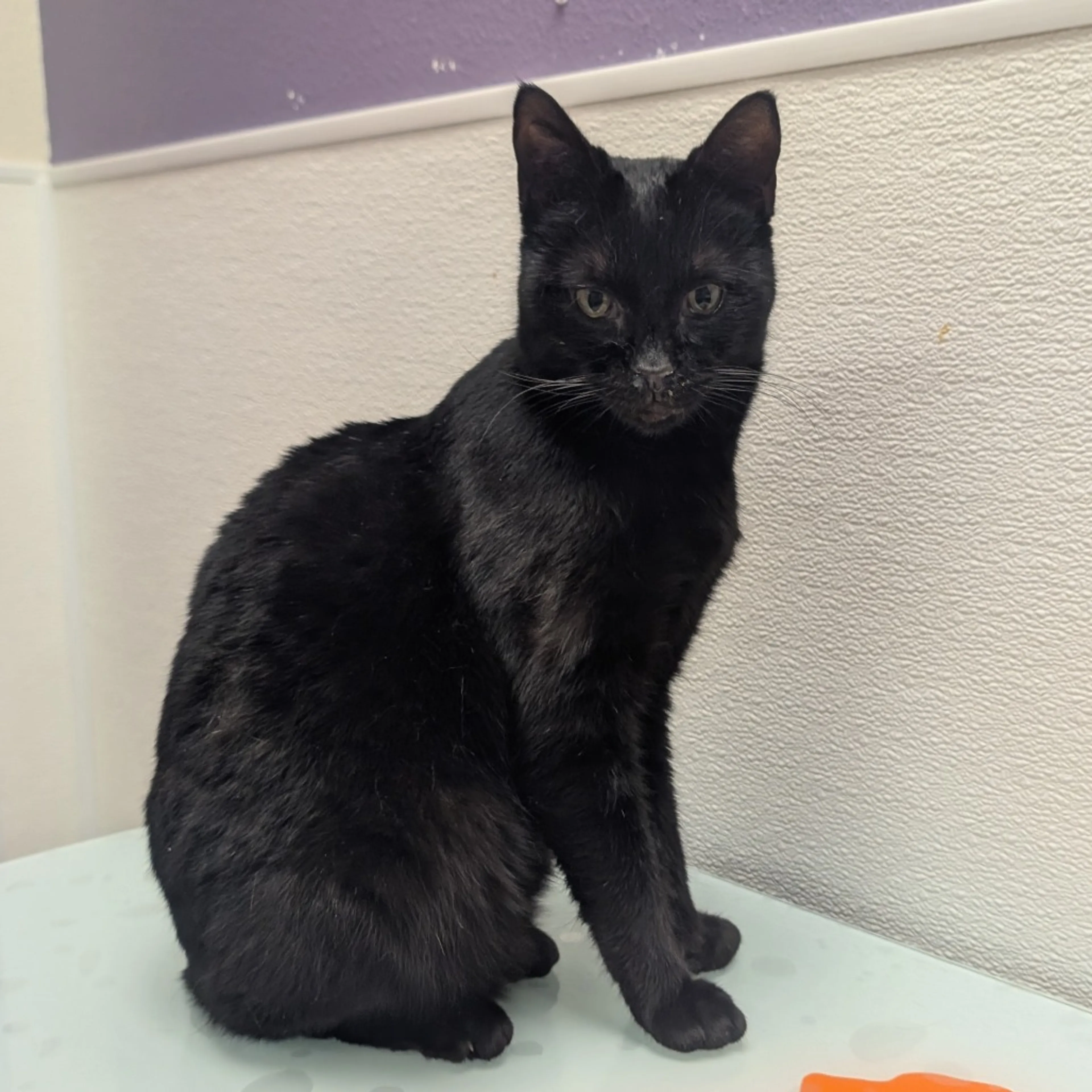 Found pet
