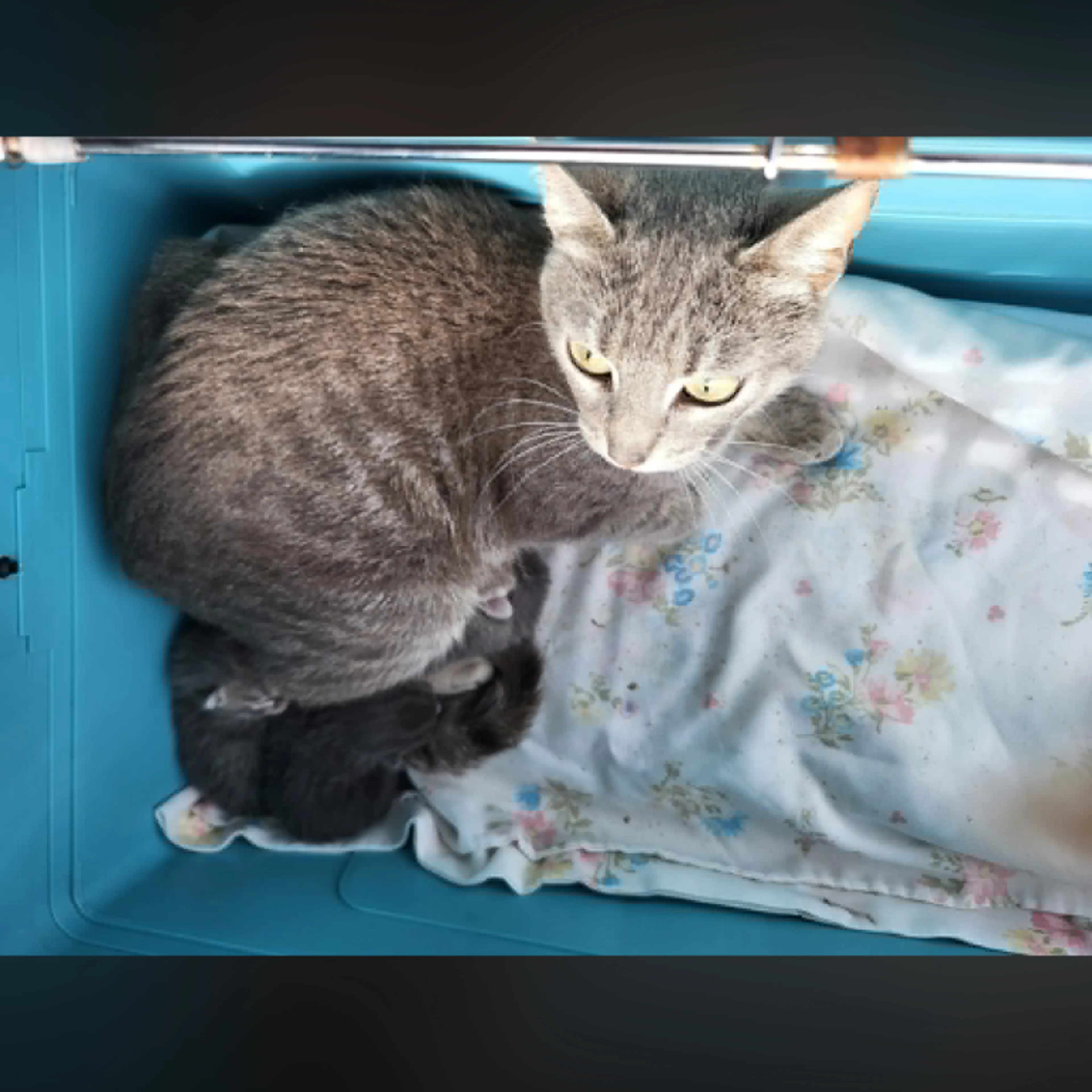 Found pet