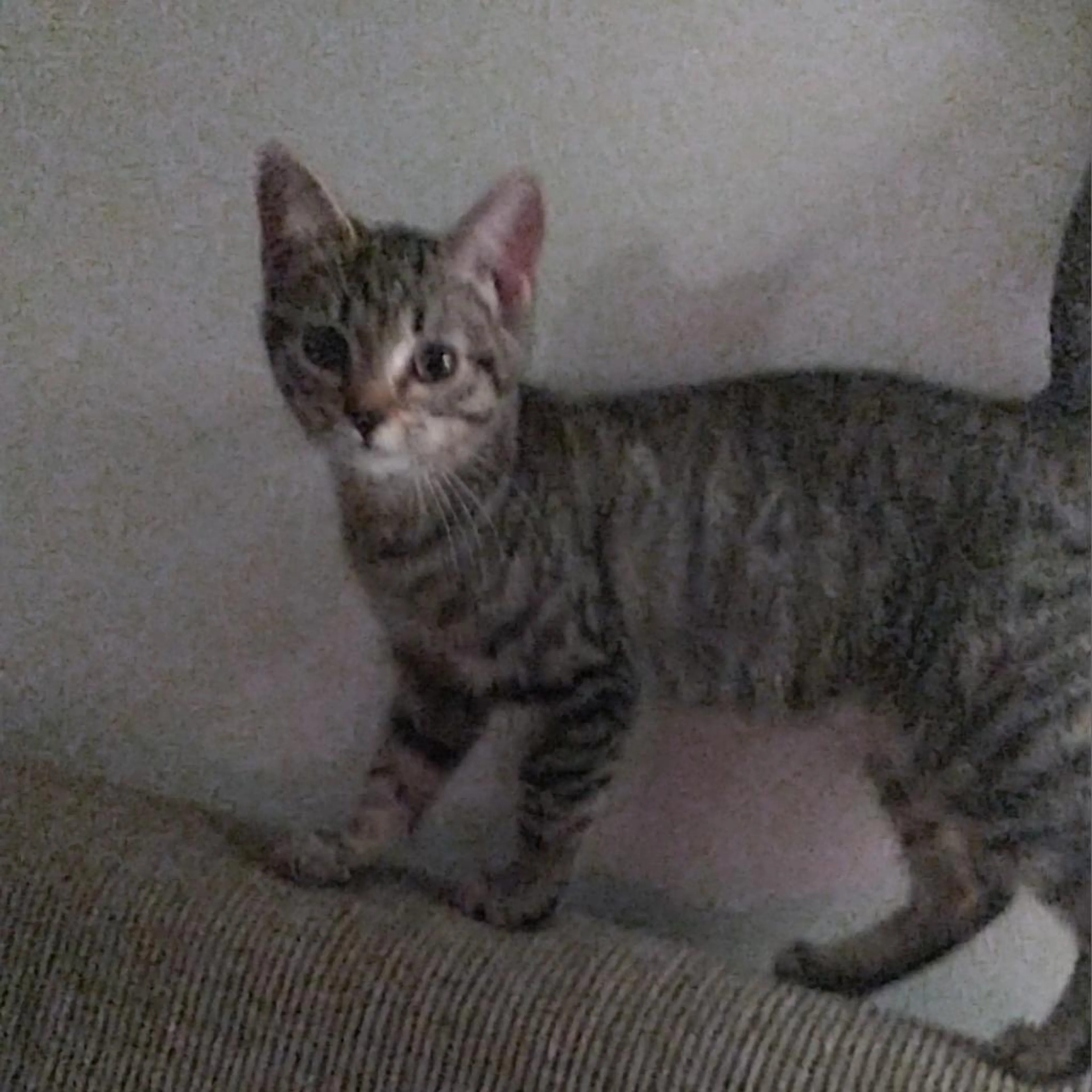 Found pet-1